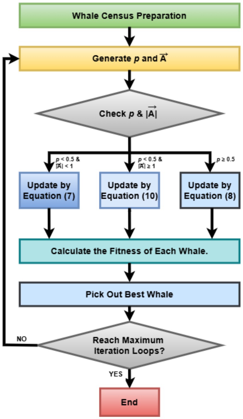 Flowchart showing whale census preparation and optimization process. It starts with generating variables \(p\) and \(\vec{A}\), checking their values, then updating by specific equations based on conditions. It calculates whale fitness, selects the best whale, checks iteration loop completion, and ends if maximum loops are reached.