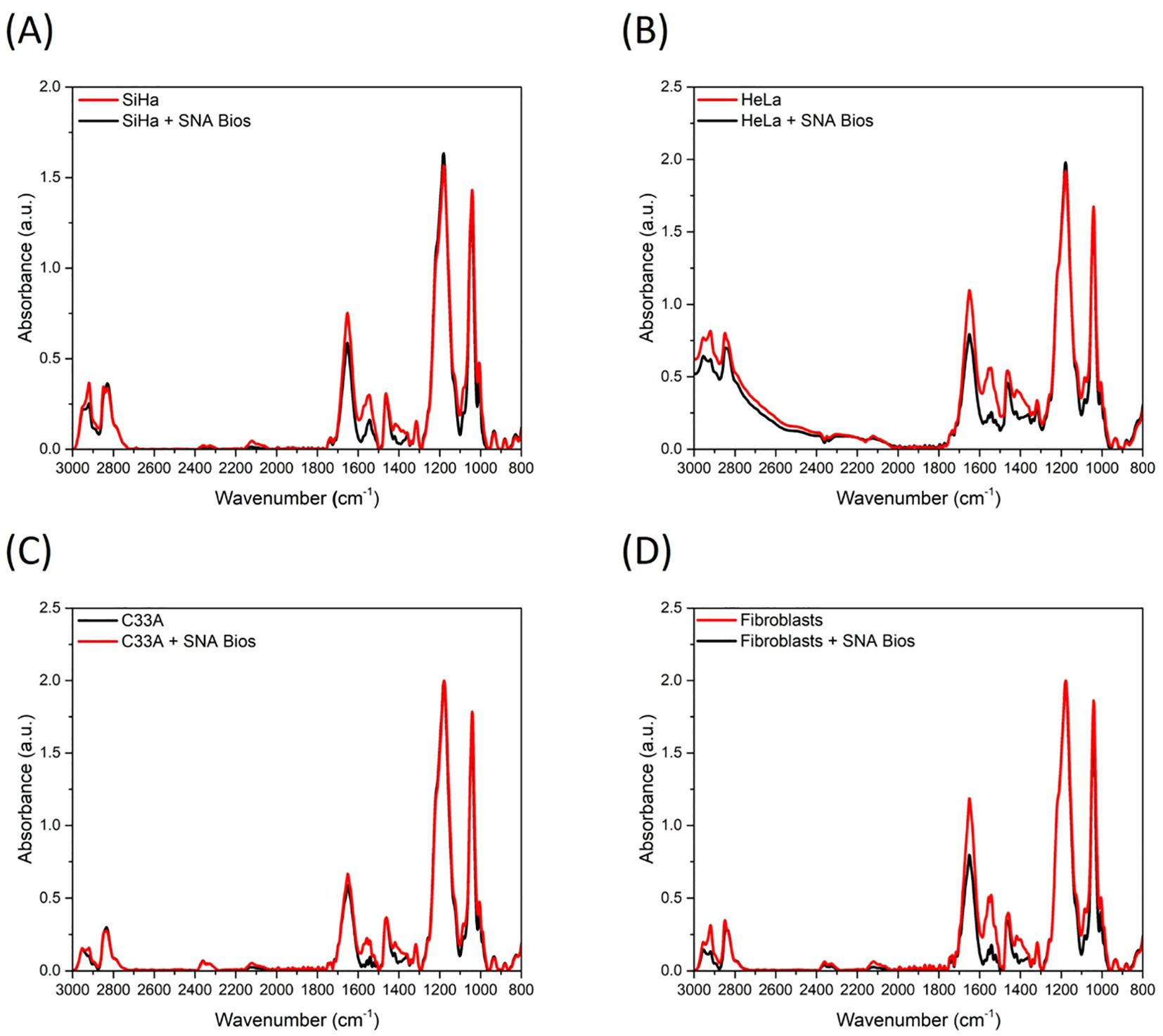 Four spectral graphs labeled A to D compare absorbance versus wavenumber for different cell lines with and without SNA Bios. All graphs show similar absorbance patterns, with peaks between wavenumbers 1000 and 1200 cm⁻¹. Graph A is SiHa, B is HeLa, C is C33A, and D is Fibroblasts.