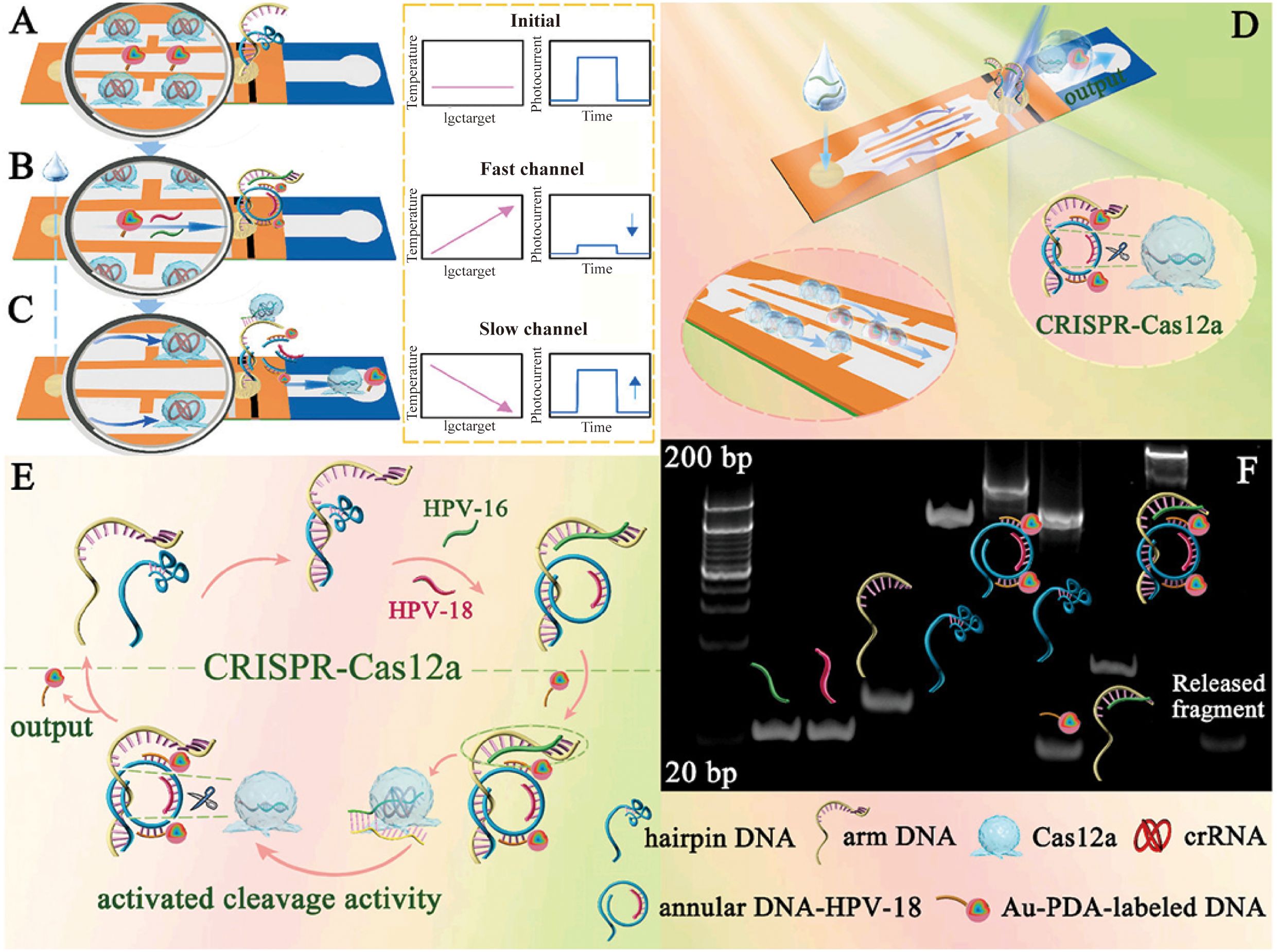 Illustration of CRISPR-Cas12a system for detecting HPV. Panels A-C depict different reaction stages, showing DNA structures interacting with Cas12a. Graphs illustrate temperature and photothermal changes over time. Panel D shows an overview of the workflow on a chip. Panel E illustrates CRISPR-Cas12a with HPV-16 and HPV-18 DNA pathways. Panel F presents gel electrophoresis results with labeled DNA fragments. Symbols indicate hairpin DNA, arm DNA, Cas12a, crRNA, annular DNA-HPV-18, and Au-PDA-labeled DNA.