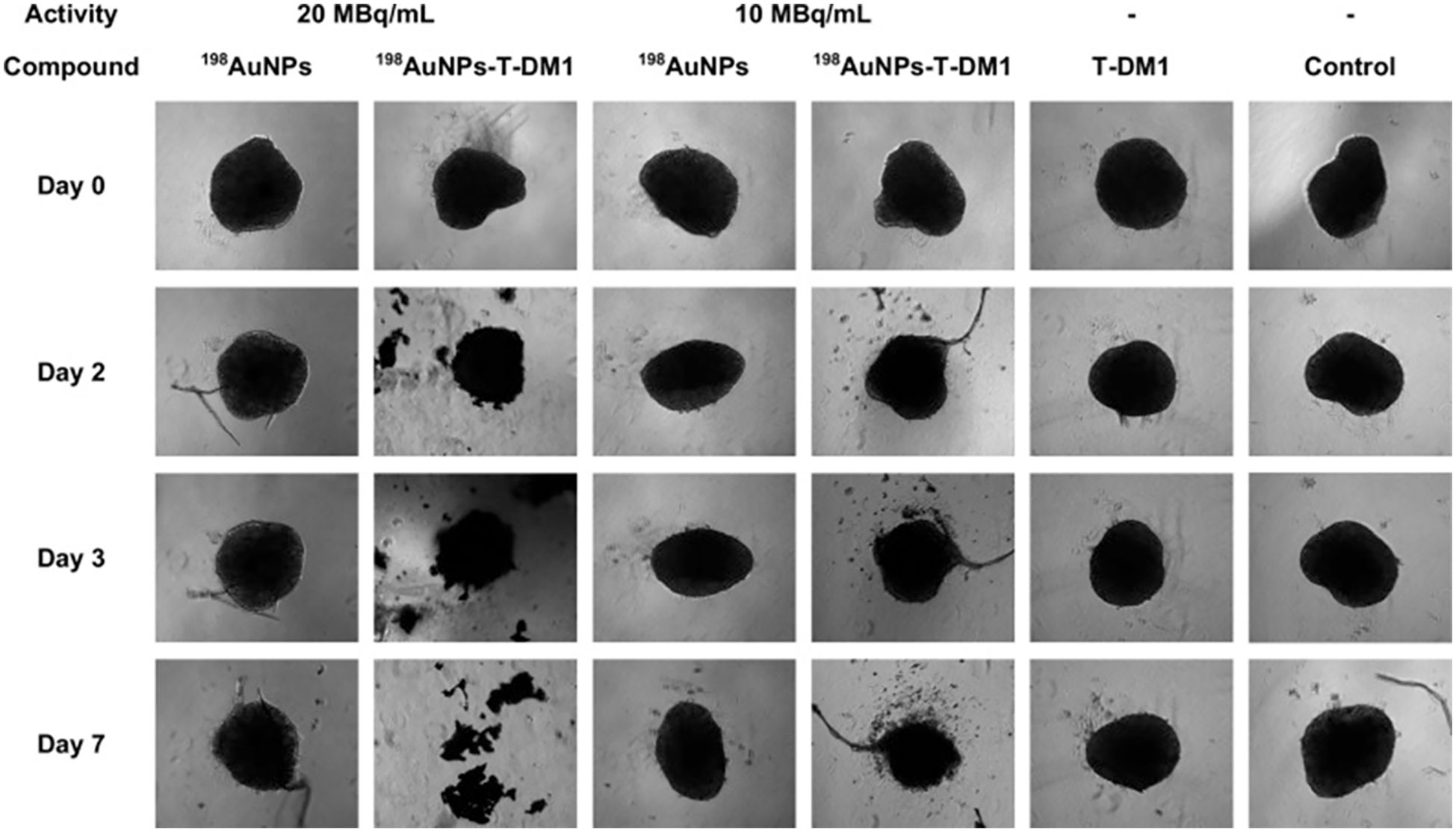 Grid showing microscopic images of samples over time (Day 0, Day 2, Day 3, Day 7) under different treatments. Columns represent varied compounds and activity concentrations, including ^198AuNPs, ^198AuNPs-T-DM1, T-DM1, and controls. Rows depict changes or stability in sample morphology over the specified days.