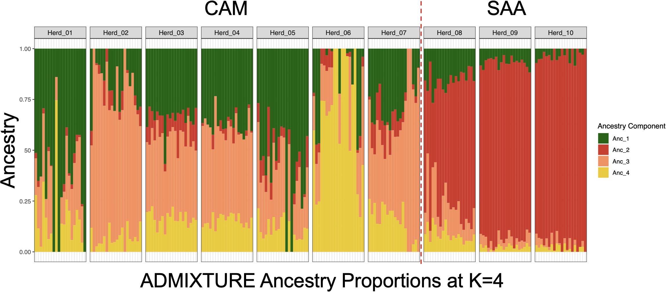 Bar chart showing ADMIXTURE ancestry proportions for herds. Goats from herds 1 to 7 belong to the CAM breed, and goats from herds 8 to 10 belong to the SAA breed. Ancestry components include Anc_1 (green), Anc_2 (red), Anc_3 (orange), and Anc_4 (yellow). The proportions vary across each herd, showing distinct patterns.