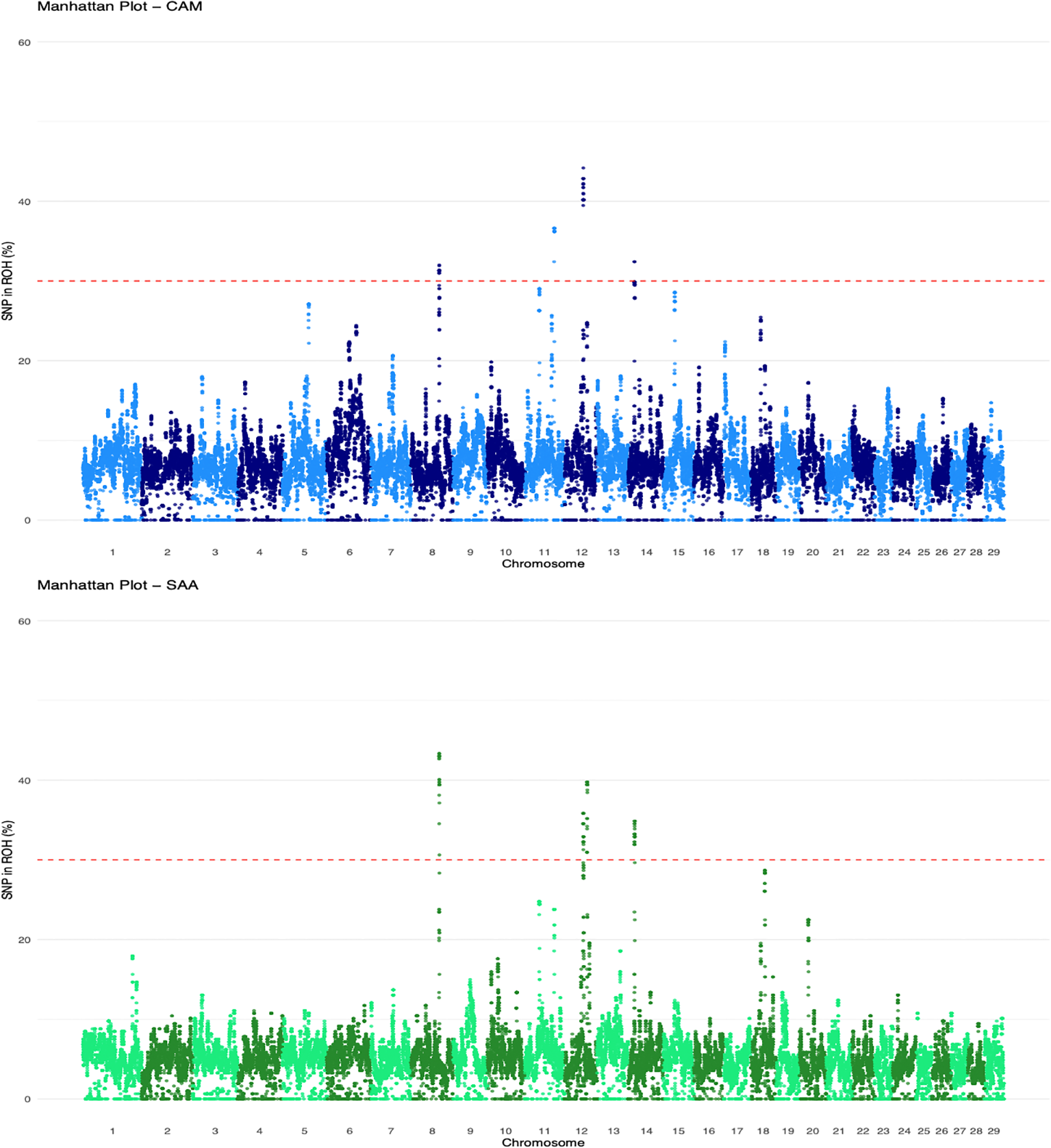 Two Manhattan plots display SNP percentage in ROH across chromosomes for CAM and SAA. The CAM plot, in shades of blue, exhibits peaks at chromosome 11. The SAA plot, in green, shows similar peaks. A red dashed line marks the significance threshold.