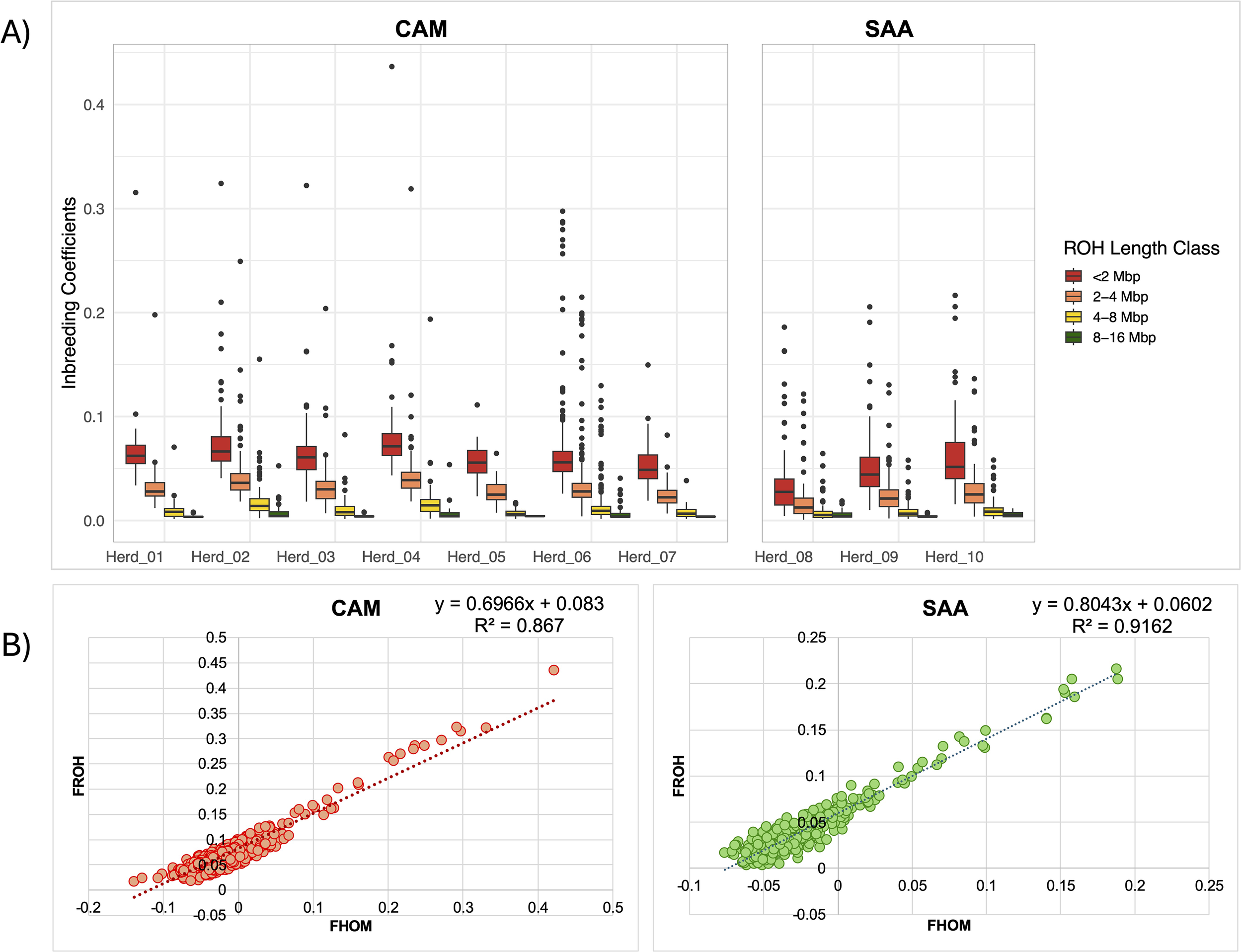 Panel A shows box plots of inbreeding coefficients for herds from CAM and SAA, categorized by ROH length classes: less than 2 Mbp, 2 to 4 Mbp, 4 to 8 Mbp, and 8 to 16 Mbp. Each class is represented by different colors. Panel B includes two scatter plots depicting the relationship between FHOM and FROH for CAM and SAA, with trend lines and respective equations: CAM shows \( y = 0.6966x + 0.083 \) with \( R^2 = 0.867 \); SAA shows \( y = 0.8043x + 0.0602 \) with \( R^2 = 0.9162 \).