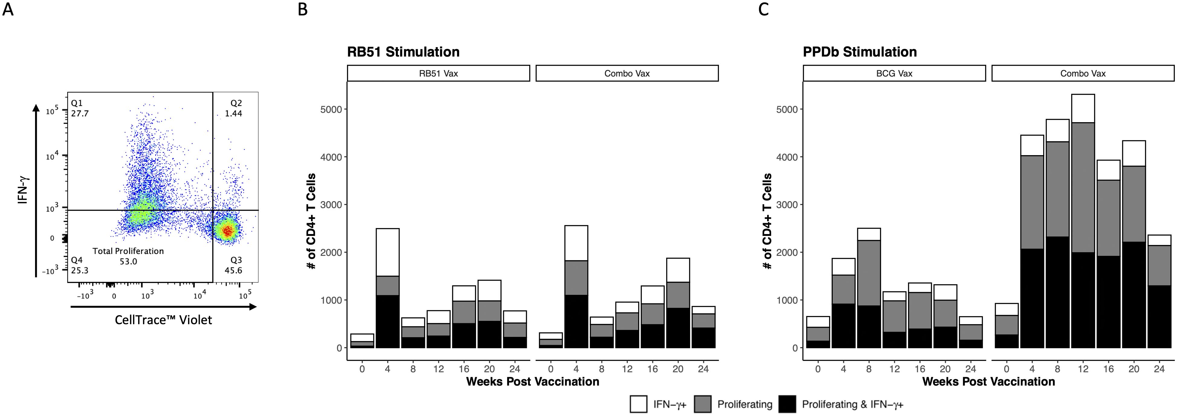 Panel A shows a scatter plot of cell proliferation and IFN-γ production, with axes labeled CellTrace Violet and IFN-γ. Quadrants indicate cell distribution percentages. Panel B features a bar graph of CD4+ T cell counts post-RB51 vaccination, categorized by weeks, with different colors for IFN-γ, proliferation, and proliferation with IFN-γ. Panel C displays a similar bat graph for PPDb stimulation, showing a variation in cell counts over time. Panel B compares vaccine types RB51 and Combo, Panel C compares vaccine types BCG and Combo.