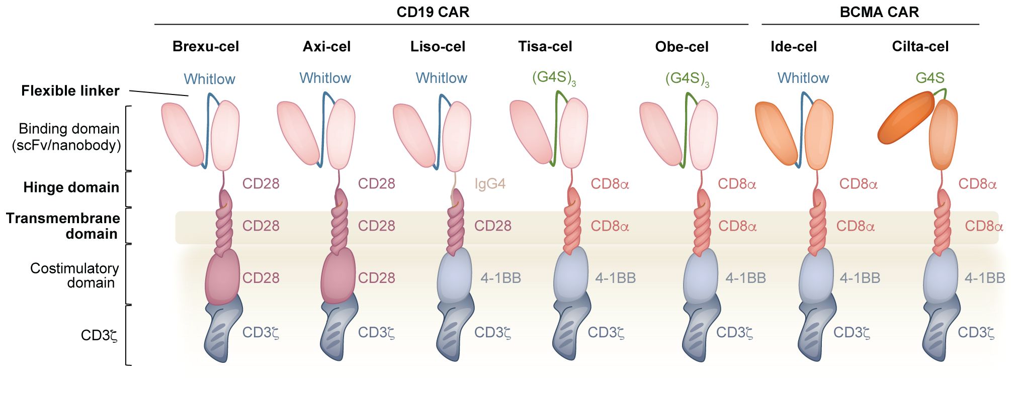 Diagram comparing the structures of CD19 and BCMA CAR-T cells, showcasing different domains: flexible linker, binding domain, hinge, transmembrane, and costimulatory domains. It includes Brexu-cel, Axi-cel, Liso-cel, Tisa-cel, Obe-cel, Ide-cel, and Cilta-cel variants, each with unique structural components like Whitlow, IgG4, and G4S elements in binding domains and CD28 or 4-1BB in costimulatory domains, terminating with CD3ζ signaling domains.