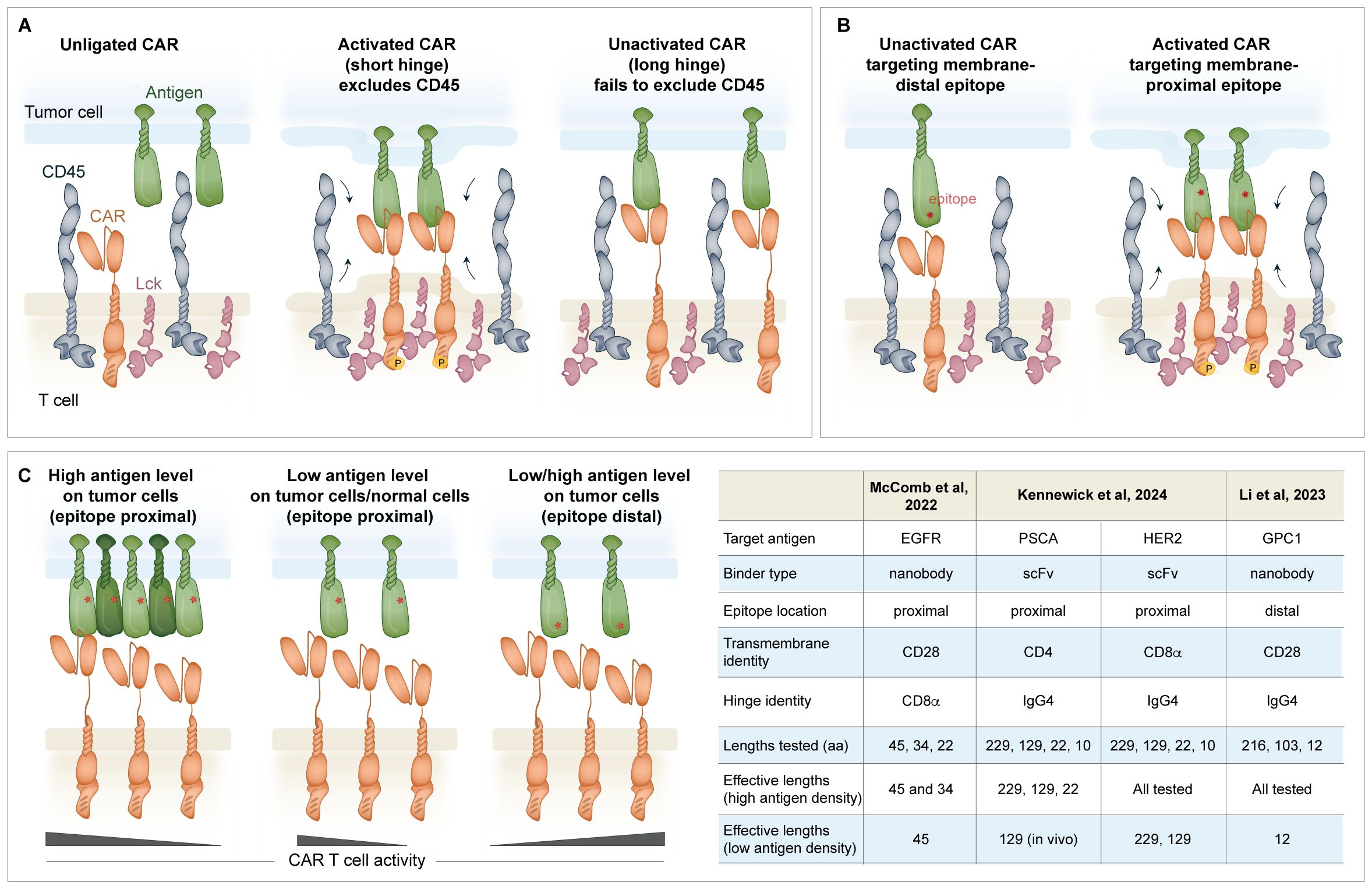 Comparison of CAR T cell activity in three panels:   (A) Diagrams showing unligated CAR, activated CAR with short hinge excluding CD45, and unactivated CAR with long hinge failing to exclude CD45.   (B) Diagrams of unactivated and activated CAR targeting membrane-distal and membrane-proximal epitopes.   (C) CAR T cell activity with varying antigen levels: high antigen level on tumor cells, low antigen level on tumor/normal cells, and low/high antigen level on tumor cells.   Includes a table comparing studies from McComb et al. 2022, Kennewick et al. 2024, and Li et al. 2023 on target antigen, binder type, and effective lengths.