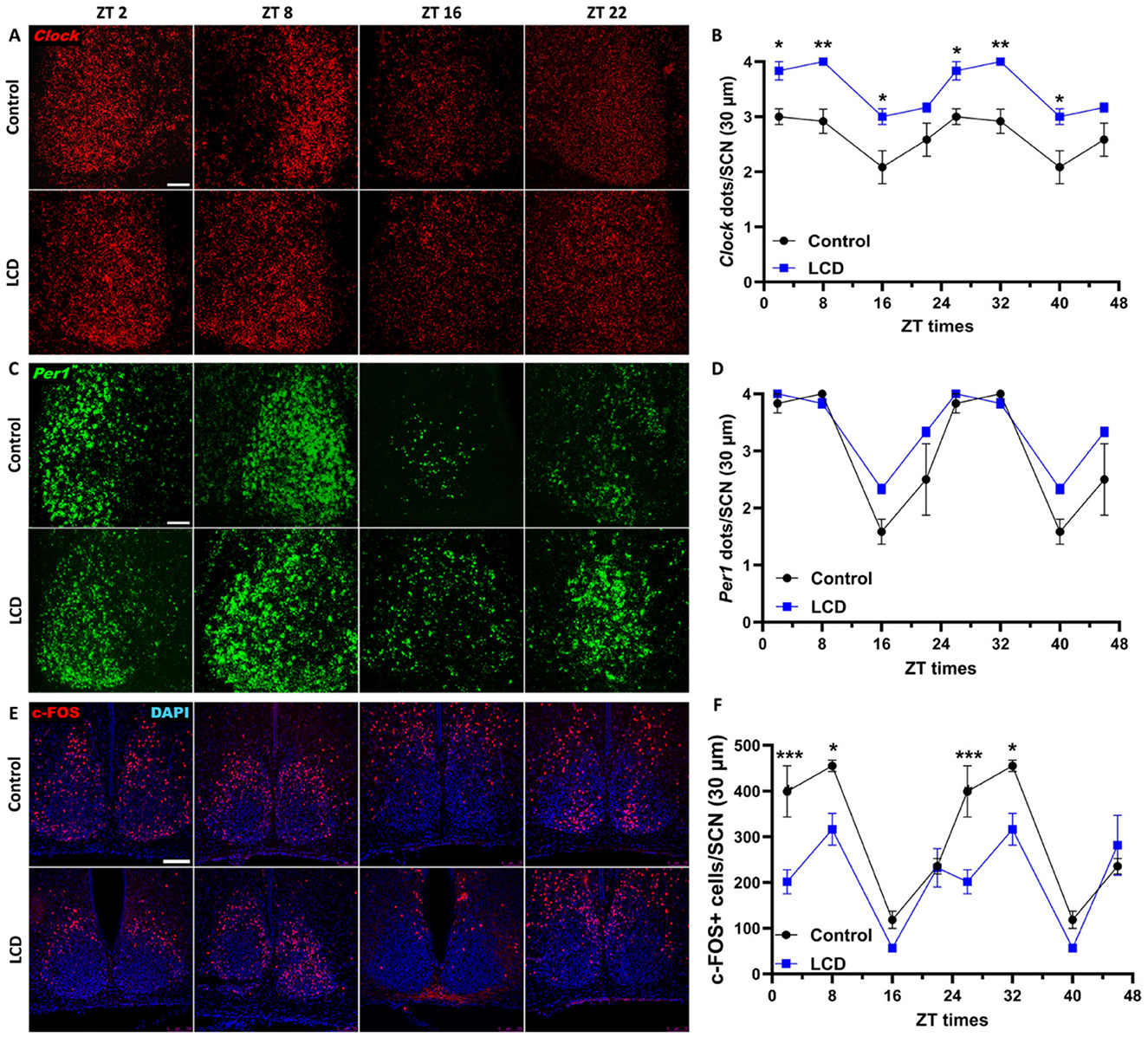 Images A, C, and E show immunofluorescence of mouse brain slices at different time points (ZT 2, 8, 16, 22) for markers Clock (red), Per1 (green), and c-FOS with DAPI (red and blue) in control and LCD groups. Graphs B, D, and F present quantification: clock, Per1 and cFOS peak during the light phase, clock and cFOS show significance difference at ZTs 2 and 8 between control and LCD group.