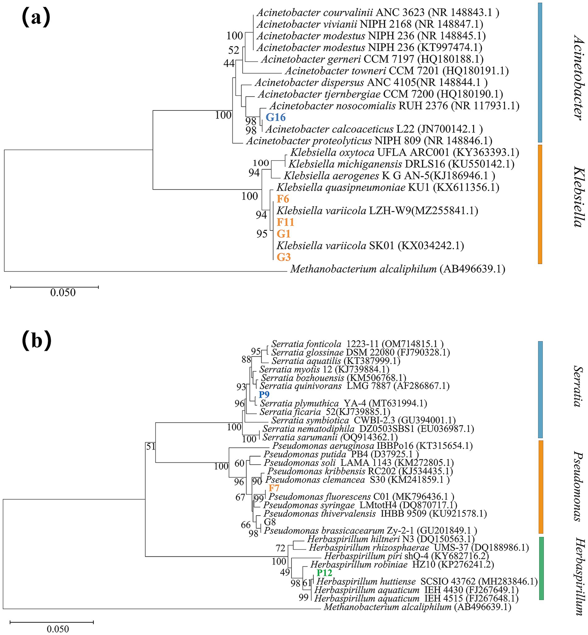 Phylogenetic trees showing genetic relationships among bacterial species. Tree (a) includes species of Acinetobacter and Klebsiella, illustrating evolutionary distances with labeled nodes such as G16 and F6. Tree (b) features species of Serratia, Pseudomonas, and Herbaspirillum, with nodes like P7 and P12. Bootstrapping values are shown on branches, with a scale bar representing genetic distance.