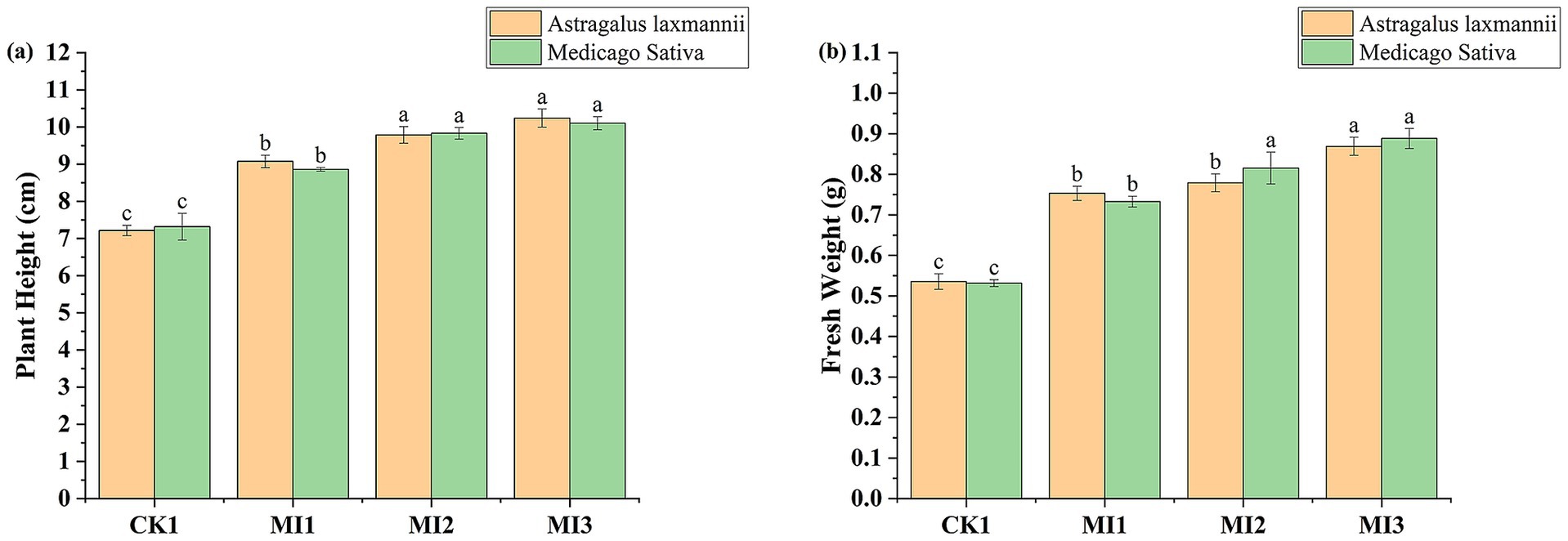 Bar charts comparing plant height and fresh weight between Astragalus laxmannii (orange) and Medicago sativa (green) across treatments CK1, MI1, MI2, and MI3. Part (a) shows plant height in centimeters with MI2 and MI3 exhibiting greater height for both species. Part (b) shows fresh weight in grams with MI1, MI2, and MI3 having higher weights than CK1. Error bars indicate standard deviation, and letters denote statistical significance.