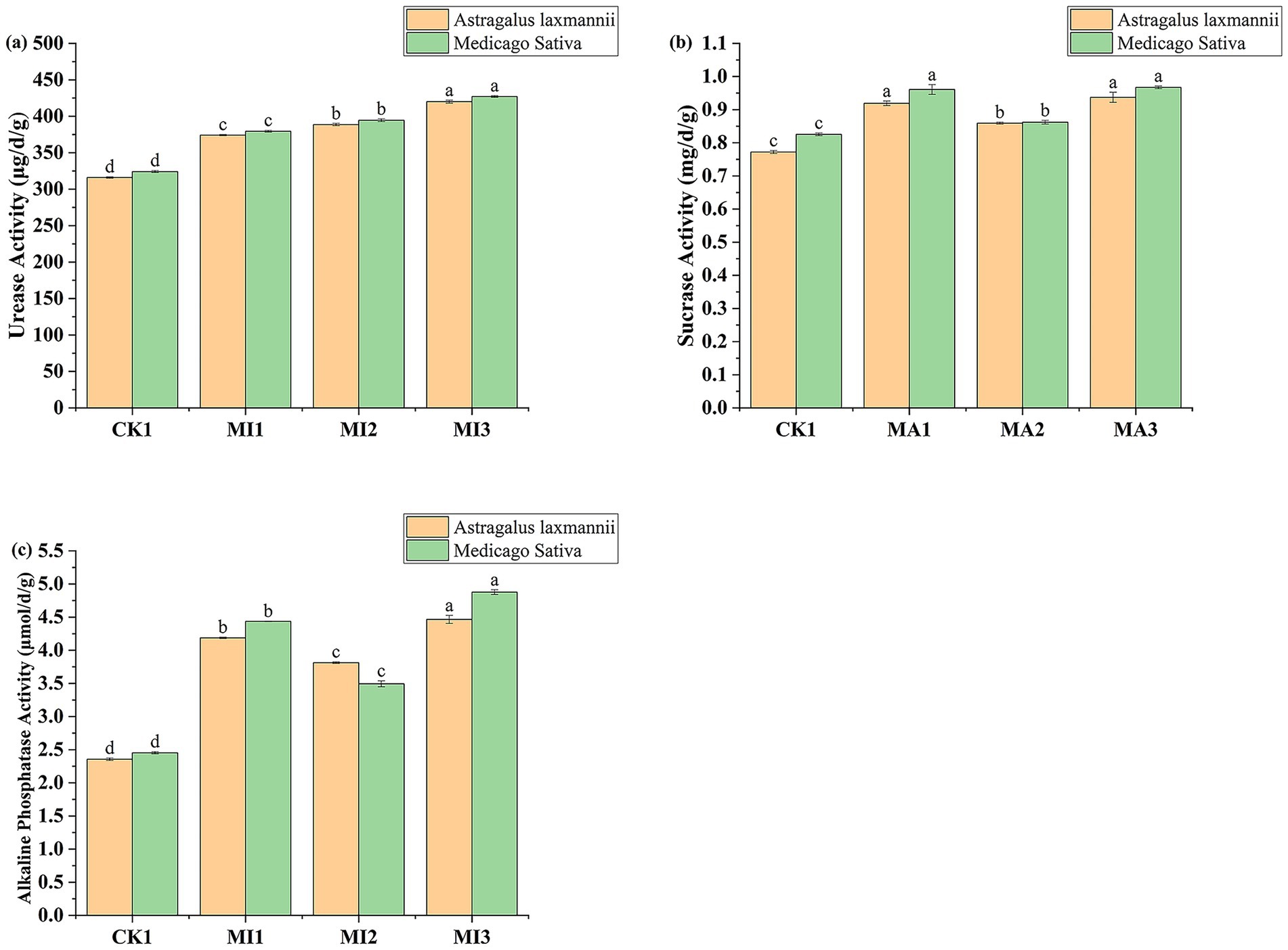 Bar graphs display the enzyme activities for Astragalus laxmannii and Medicago Sativa. Chart (a) shows urease activity from CK1 to MI3, with activity increasing across samples. Chart (b) illustrates sucrase activity, noting variations from CK1 to MA3. Chart (c) presents alkaline phosphatase activity, showing gradual increases, marked with statistical significance indicators.