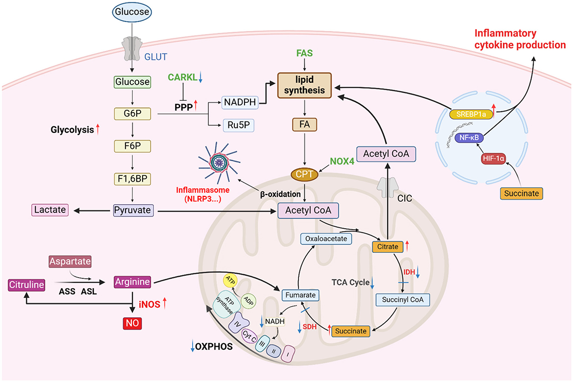 The Diagram illustrates metabolic features of M1 macrophages. M1 macrophages rely on glycolysis; elevated CARKL boosts PPP flux. The TCA cycle is disrupted by suppressed IDH/SDH, leading to the accumulation of citrate and succinate. Exported citrate fuels lipid synthesis, while succinate stabilizes HIF-1α, activating NF-κB and promoting inflammation. SREBP-1α drives fatty acid synthesis, FAO increases, and inflammasomes are primed. High iNOS converts arginine to NO, amplifying the pro-inflammatory response.