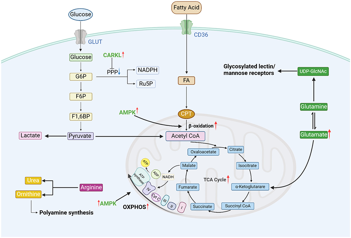 The diagram illustrates the metabolic features of M2 macrophages.M2 macrophages exhibit reduced CARKL expression, leading to inhibition of the PPP. They maintain an intact TCA cycle. AMPK activates OXPHOS and FAO, which are their primary metabolic pathways. M2 macrophages also highly express arginase, which catalyzes the hydrolysis of arginine. Increased glutamine metabolism promotes the epigenetic activation of M2-type genes.