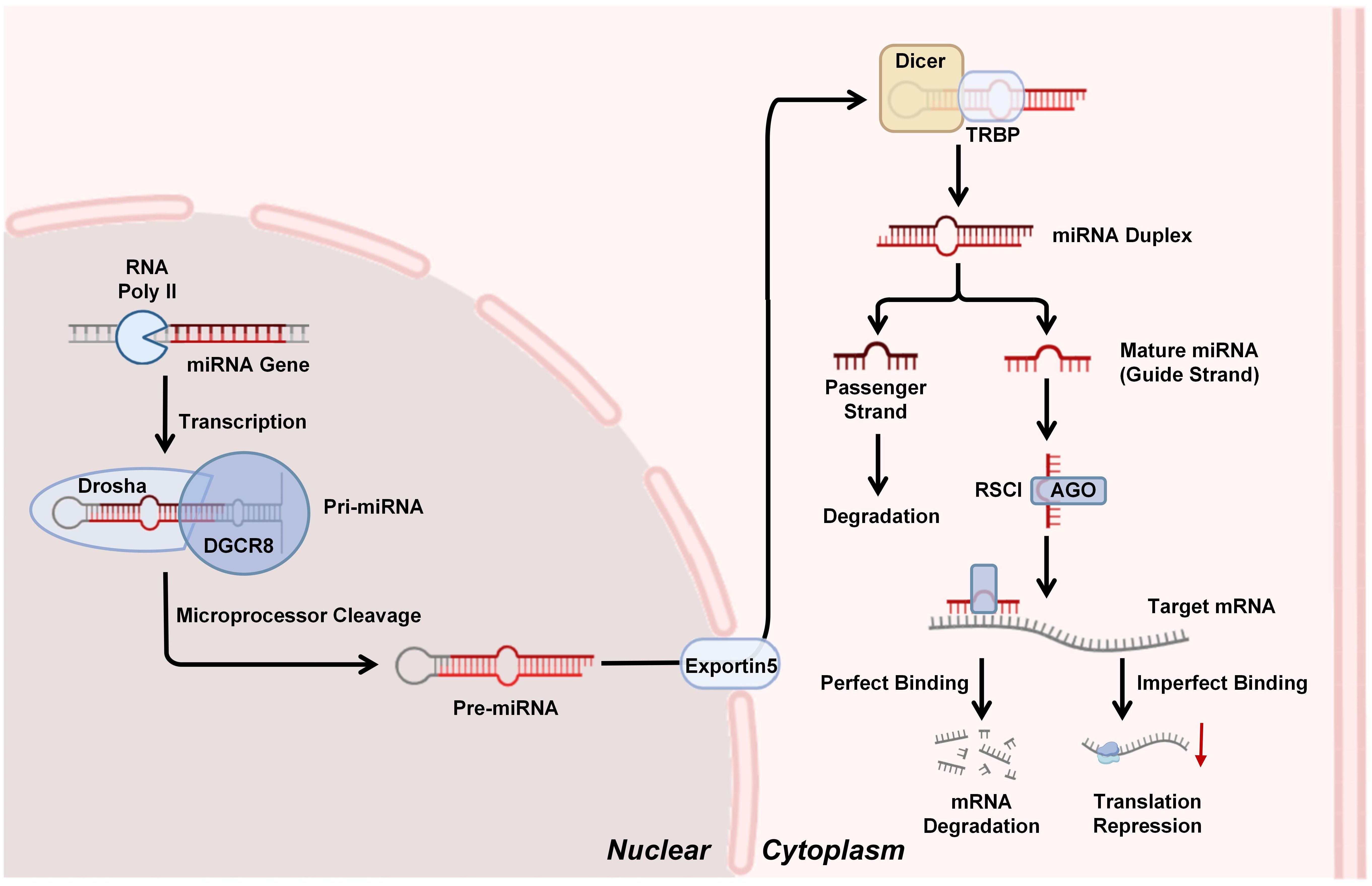 Diagram illustrating the microRNA (miRNA) biogenesis pathway. Inside the nucleus, RNA polymerase II transcribes miRNA genes into pri-miRNA, which is cleaved by Drosha and DGCR8 to form pre-miRNA. Pre-miRNA is transported to the cytoplasm via Exportin 5. Dicer and TRBP process pre-miRNA into an miRNA duplex, which separates into a passenger strand for degradation and a mature miRNA guide strand. The guide strand associates with RISC and AGO to target mRNA, leading to either perfect binding for mRNA degradation or imperfect binding for translation repression.