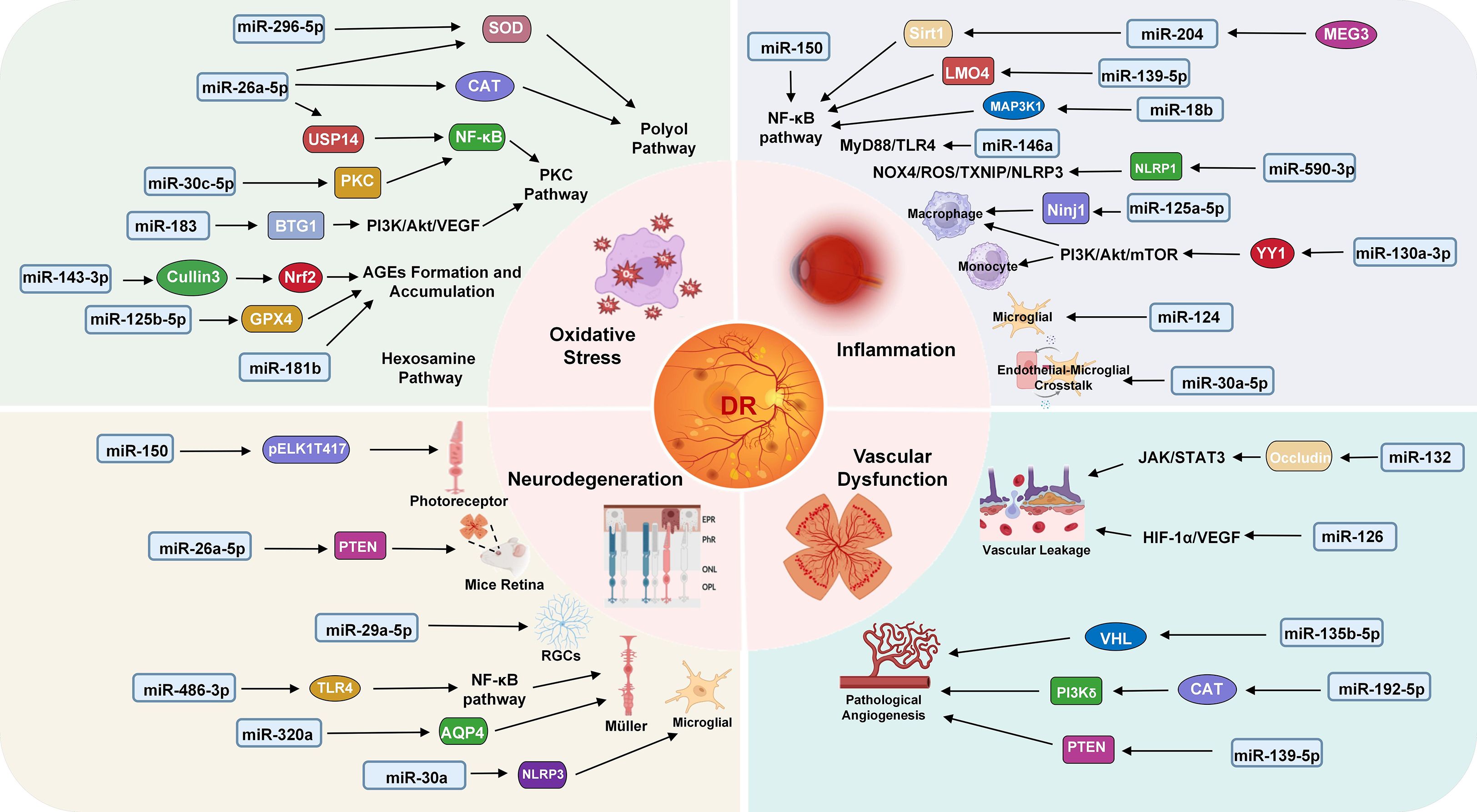 A scientific diagram showing the interaction of various microRNAs (miRNAs) and proteins involved in four processes related to diabetic retinopathy: oxidative stress, inflammation, neurodegeneration, and vascular dysfunction. Each section highlights specific miRNAs, pathways, and proteins, such as NF-κB and SOD, linked to oxidative stress; Sirt1 and MAP3K1, linked to inflammation; PTEN and TLR4, linked to neurodegeneration; and Occludin and VEGF, linked to vascular dysfunction. The central circular section is labeled “DR” with a retinal image, illustrating the eye-related effects of these processes.