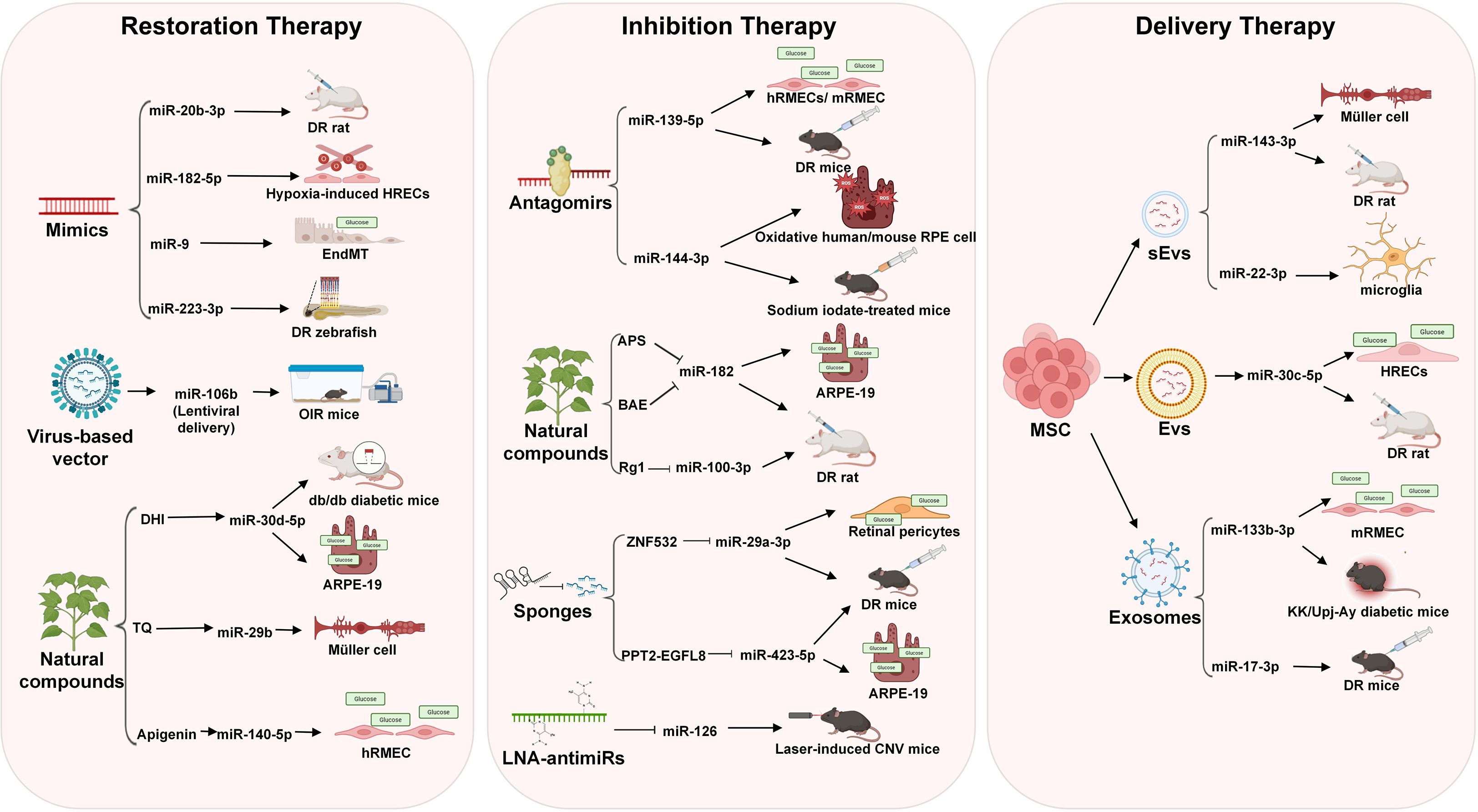 Diagram showcasing three therapeutic approaches: Restoration Therapy, Inhibition Therapy, and Delivery Therapy. Each section illustrates different miRNAs, vectors, and compounds used in animal models and cells, including mimics, virus-based vectors, natural compounds, and exosomes, targeted at conditions like diabetic retinopathy and hypoxia-induced stress. Specific models include DR rats, zebrafish, and diabetic mice, highlighting cellular targets like HRECs and RPE cells, as well as processes involving Müller cells and microglia.