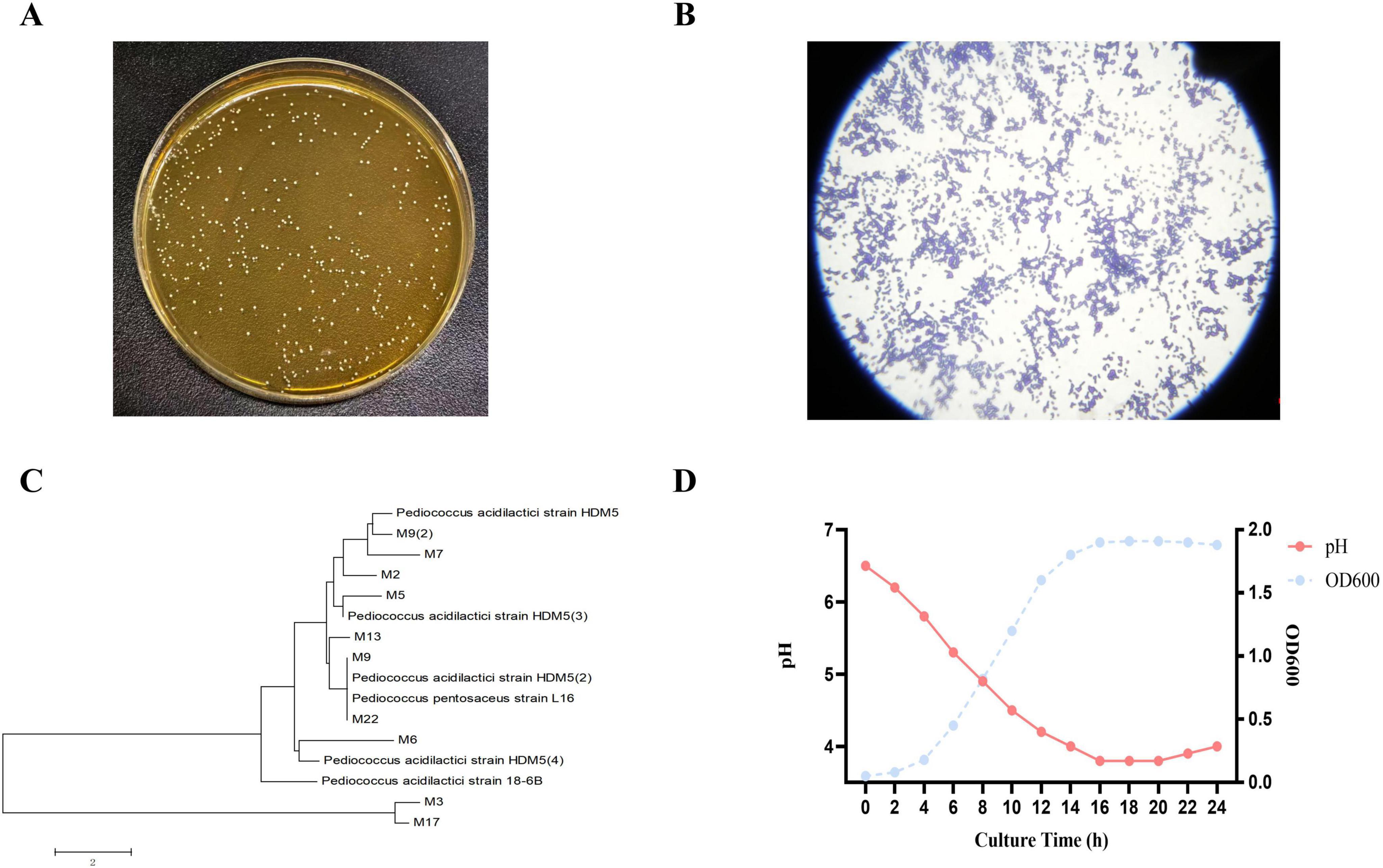 A four-part image featuring: A) a petri dish with bacterial colonies on a brown agar surface; B) a microscopic view of bacteria on a slide, showing purple clusters; C) a phylogenetic tree displaying relationships among various Pediococcus strains; D) a line graph showing changes in pH and optical density over a 24-hour culture period, with pH decreasing and OD600 increasing.