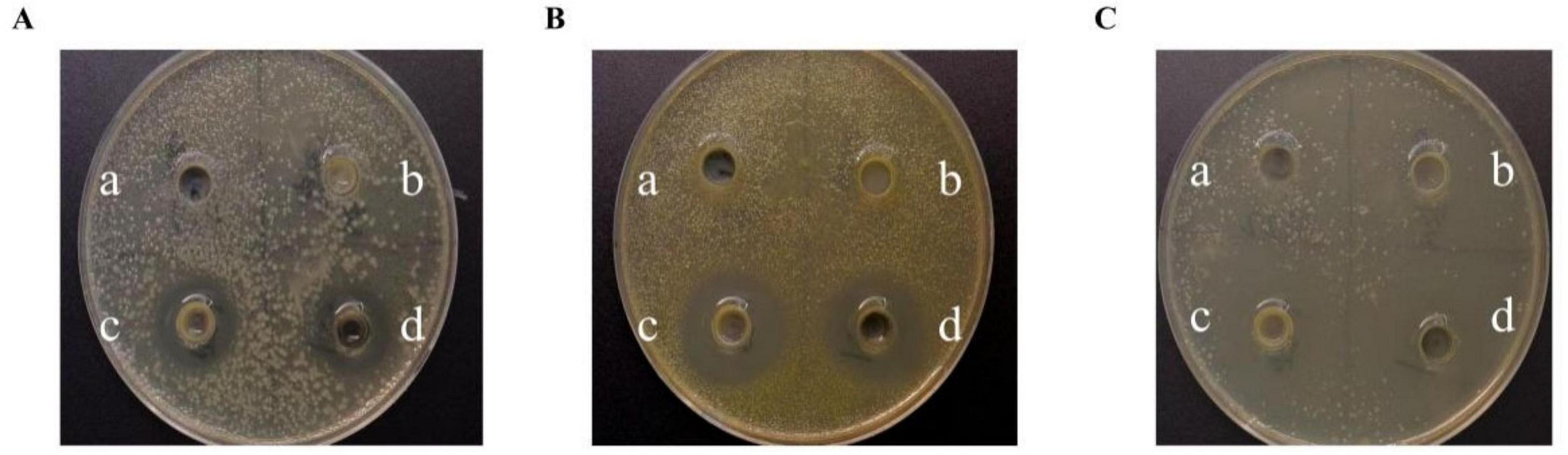 Three petri dishes labeled A, B, and C, showing bacterial cultures with clear zones around four equidistant dots labeled a, b, c, and d. The clear zones indicate areas of inhibition possibly due to antimicrobial activity. Each dish displays differing levels of bacterial growth and inhibition.