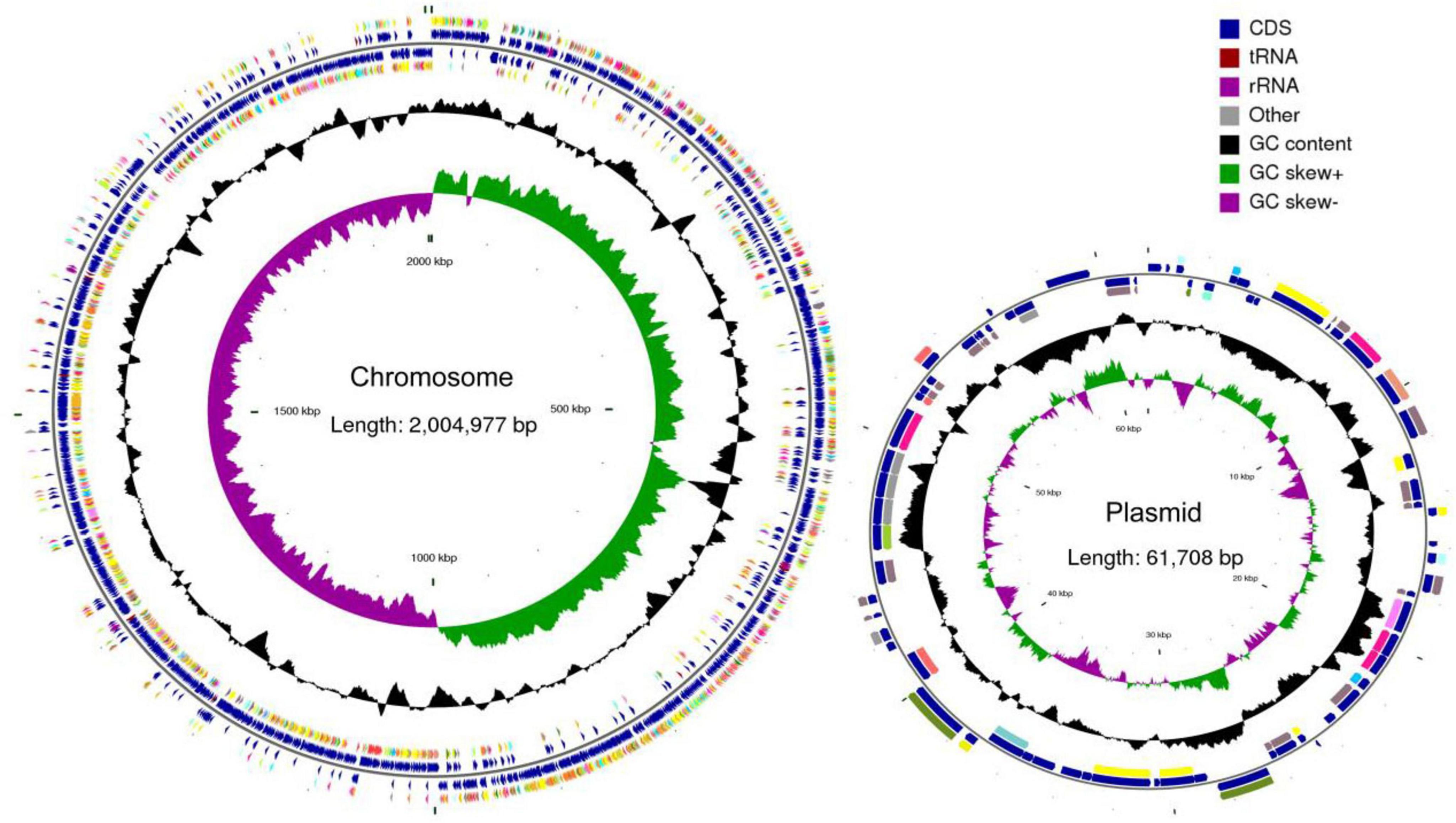 Circular genomic maps depict a chromosome and plasmid. The chromosome is 2,004,977 base pairs, and the plasmid is 61,708 base pairs. Colored features indicate CDS, tRNA, rRNA, GC content, and GC skew definitions.