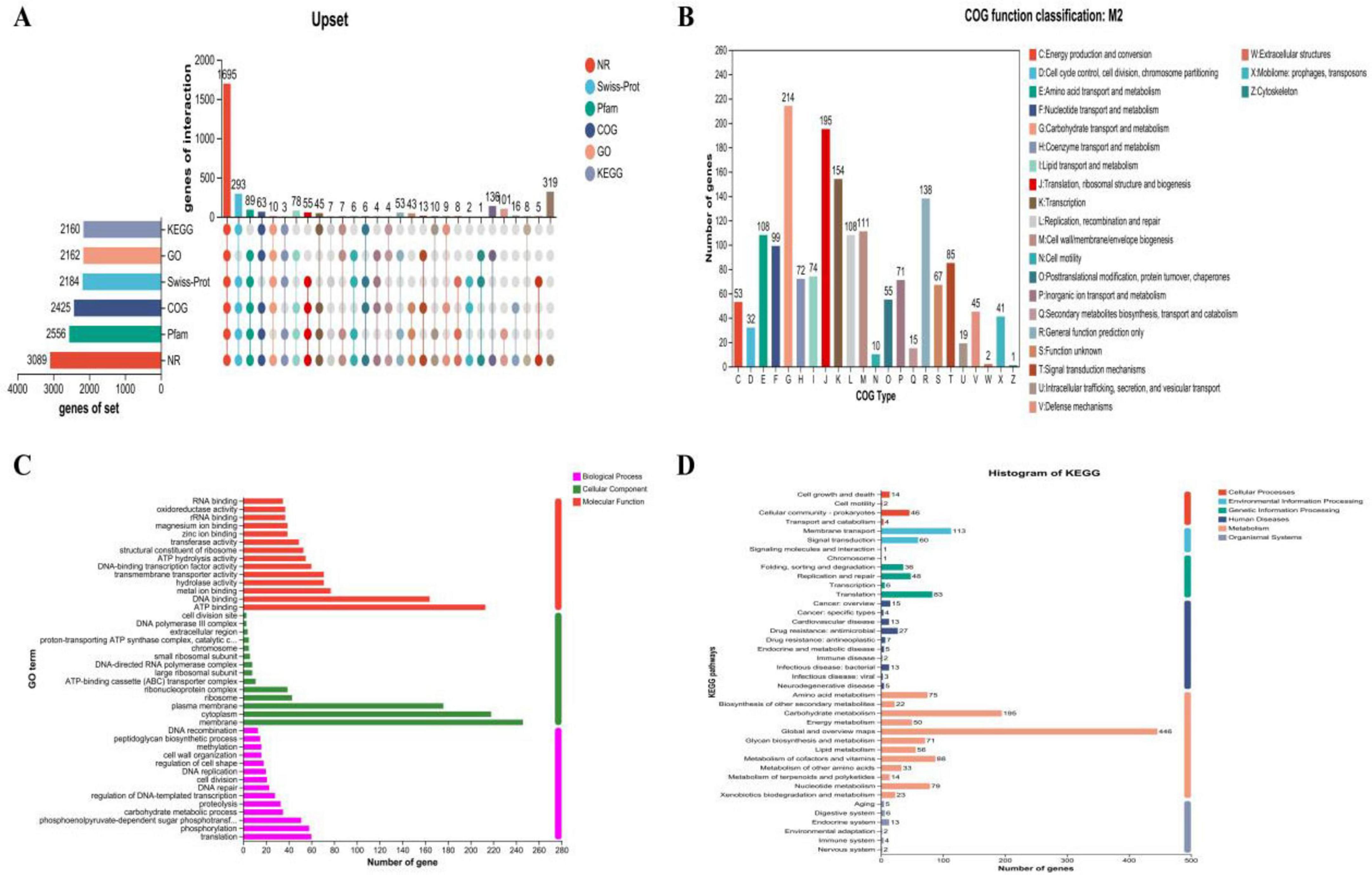 “Four-panel diagram analyzing gene functions: A) Upset plot showing overlaps in gene sets across six databases, highlighting the number of genes in intersections and individual sets. B) Bar chart detailing COG function classification (M2) for various gene functions, with gene numbers labeled for each functional category. C) Bar chart displaying GO term distribution across Biological Process, Cellular Component, and Molecular Function, with gene numbers annotated. D) KEGG histogram illustrating pathways with genes categorized into Cellular Processes, Environmental Information Processing, Genetic Information Processing, Metabolism, and Organismal Systems, showing gene numbers per category.”