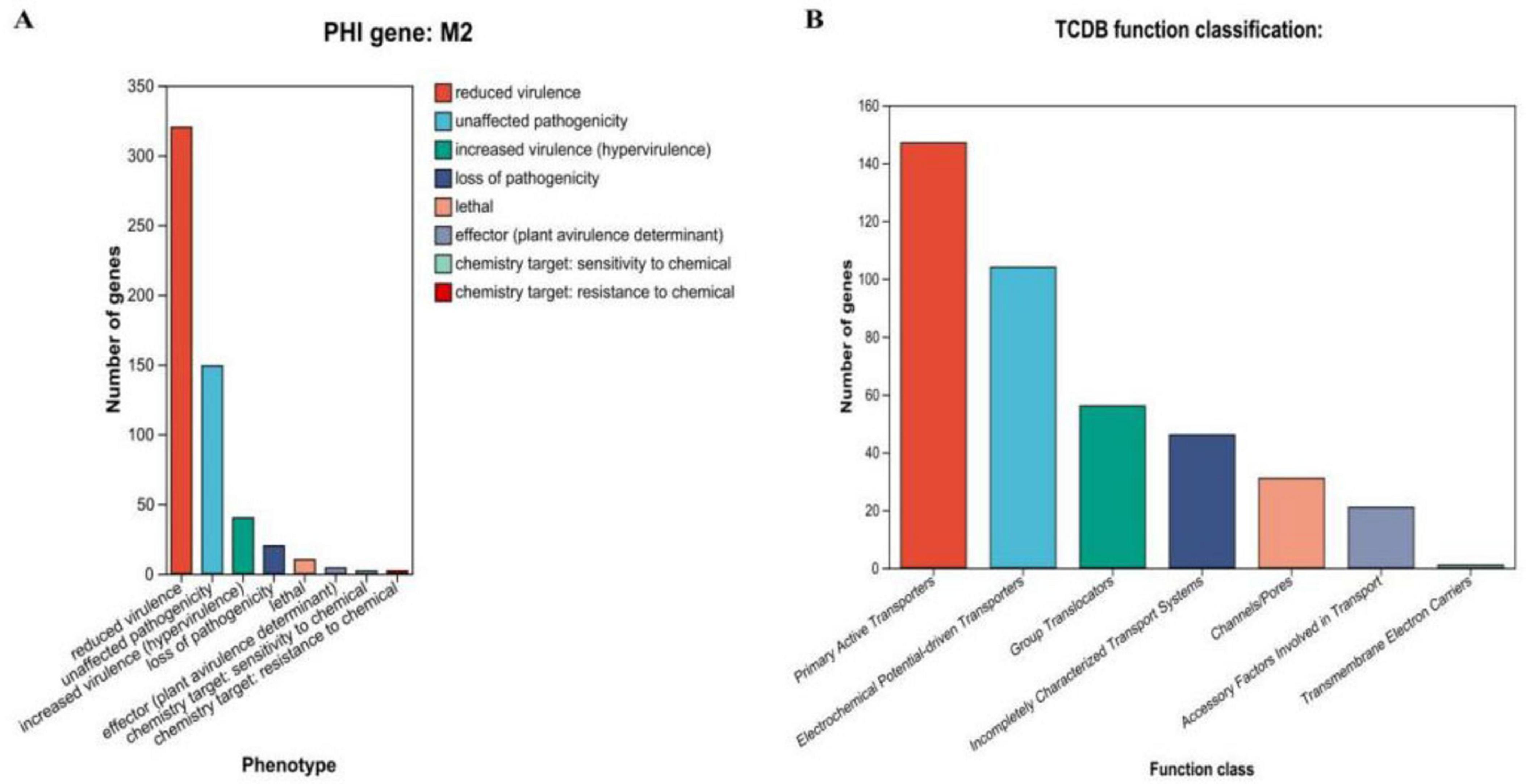 Bar chart with two panels. Panel A shows the number of genes with different phenotypes related to PHI gene M2. The highest bar indicates “reduced virulence” with over 300 genes. Other categories include “unaffected pathogenicity,” “increased virulence,” and more. Panel B displays TCDB function classification of genes, with “Primary Active Transporters” as the highest category at around 140 genes. Other categories include “Group Translocators,” “Incomplete Transport Systems,” and others. Each category is color-coded.