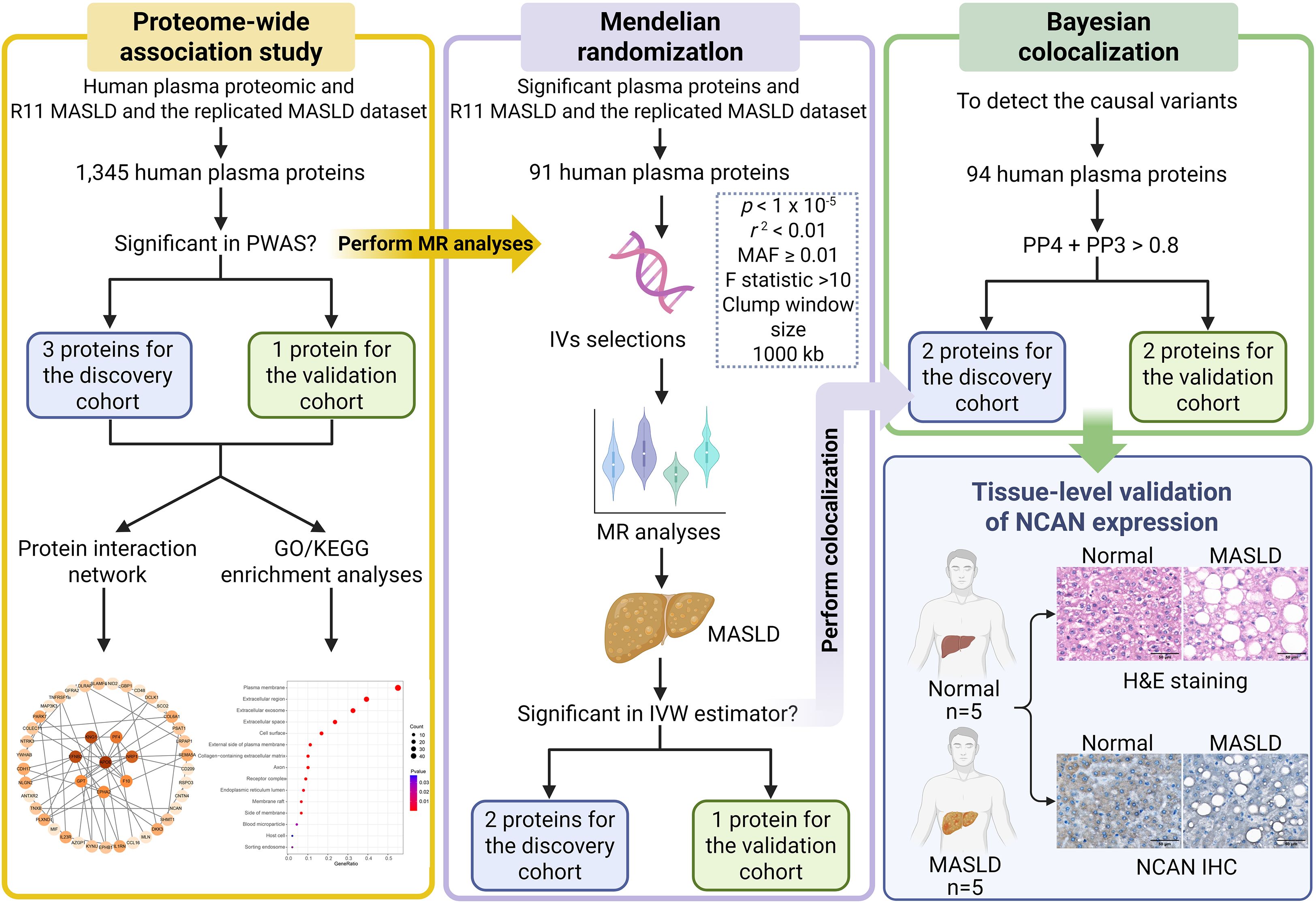 Flowchart illustrating a research process involving proteome-wide association study, Mendelian randomization, and Bayesian colocalization. The study starts with analyzing human plasma proteins, performing MR analyses, and selecting instrumental variables. Results lead to different proteins for discovery and validation cohorts. The process includes network and enrichment analyses, and tissue-level validation of NCAN expression with normal vs. MASLD comparisons using H&E staining and NCAN IHC.