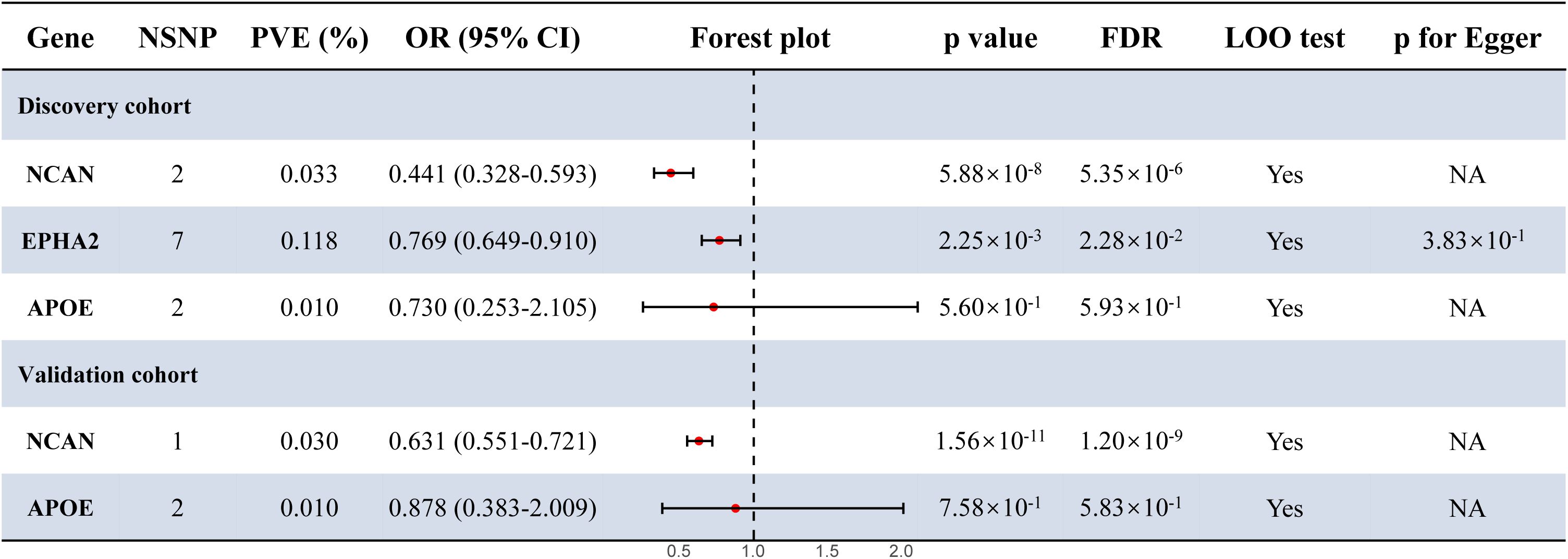 A forest plot table showing genetic data from discovery and validation cohorts for genes NCAN, EPHA2, and APOE. Columns include NSNP, PVE percentage, OR with 95% CI, p-values, FDR, LOO test, and p for Egger. NCAN has significant values in both cohorts, while EPHA2 shows significance only in the discovery cohort. APOE displays broader confidence intervals, indicating less certainty in its effects.