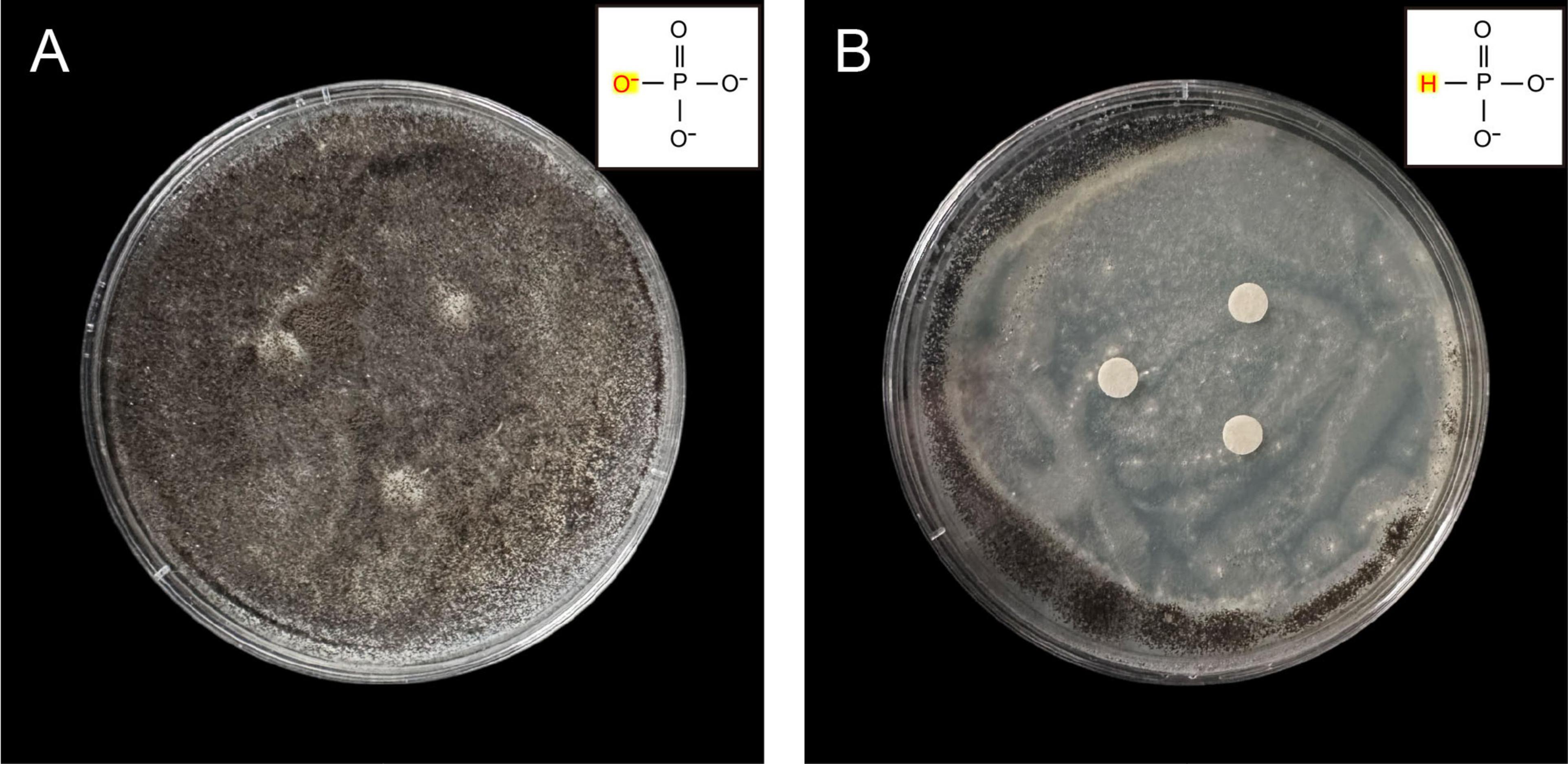 Petri dishes labeled A and B contain fungal growth. Dish A shows dense mold without visible separation. Dish B has similar growth but includes three white discs. Both have chemical structures in the corner: A shows phosphate, and B shows phosphite.
