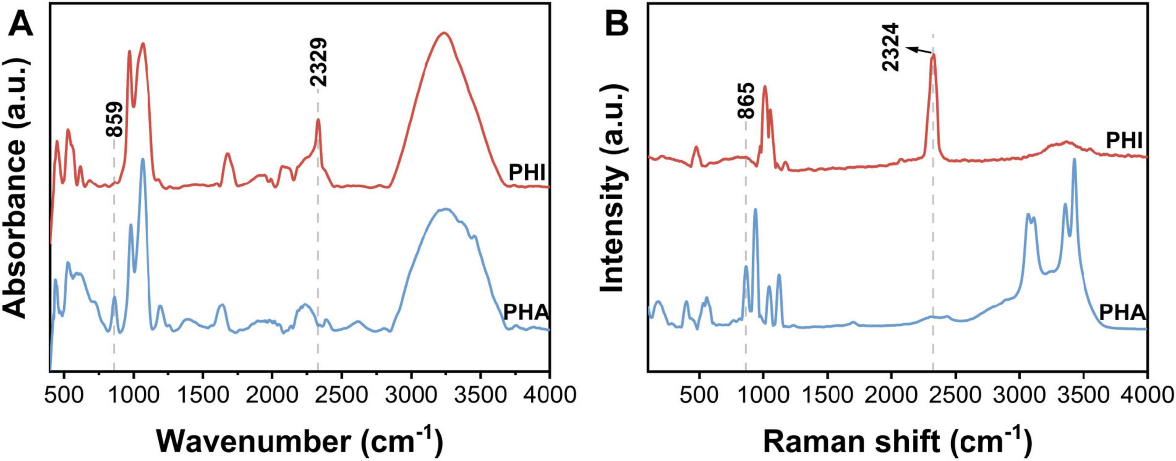 “Two graphs comparing spectroscopic data. Panel A: Absorbance vs. Wavenumber for PHI and PHA, showing characteristic peaks at 859 and 2329 cm-1. Panel B: Intensity vs. Raman shift for PHI and PHA, with characteristic peaks at 865 and 2324 cm-1. Different lines represent PHI (red) and PHA (blue).”