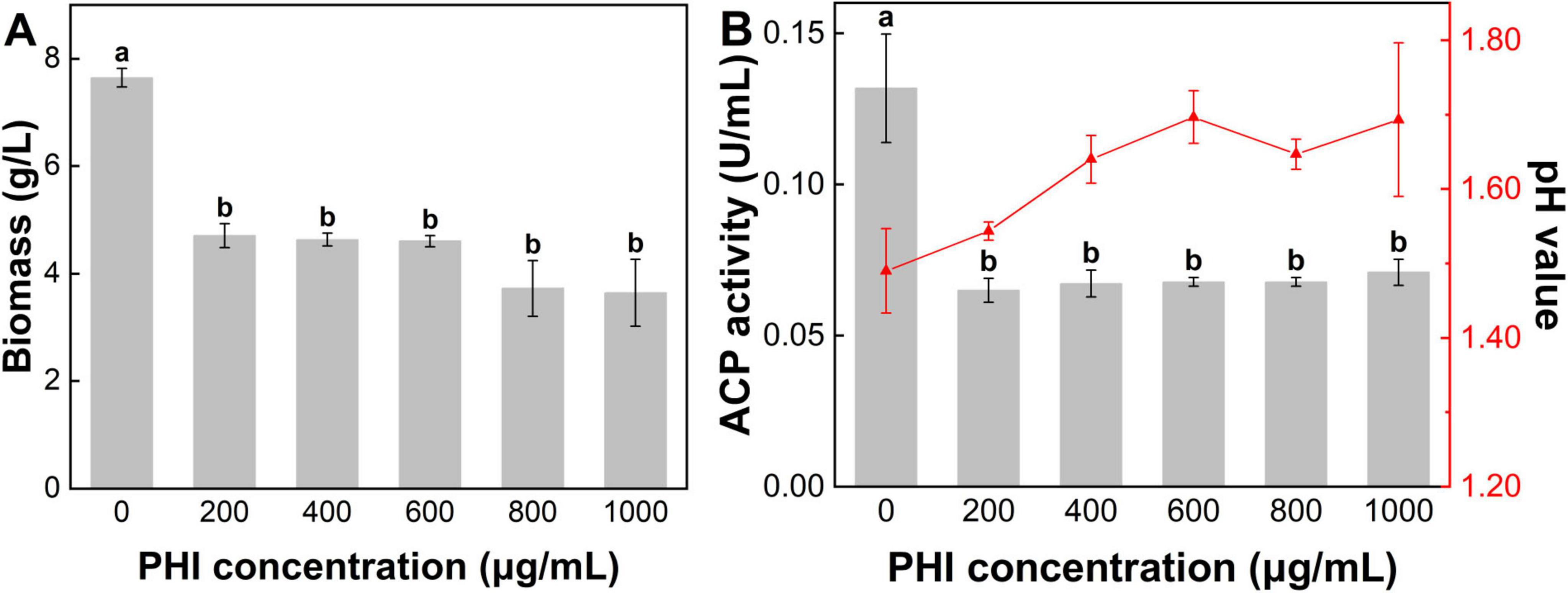 Graph with two panels, A and B. Panel A shows biomass (grams per liter) decreasing with increasing PHI concentrations from 0 to 1000 micrograms per milliliter. Panel B shows ACP activity (units per milliliter) slightly decreasing and then stabilizing, with an increasing pH value trend. Error bars indicate variance; labels “a” and “b” indicate statistical significance.