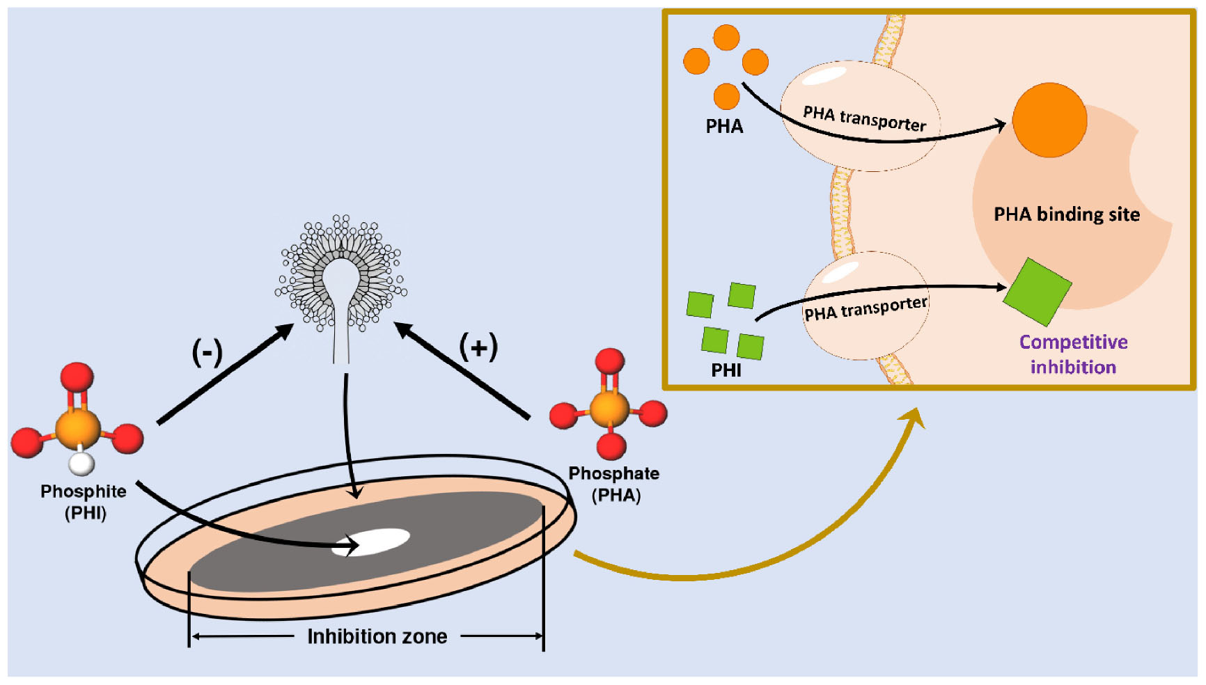 Diagram illustrating the competitive inhibition between phosphite (PHI) and phosphate (PHA) in a petri dish with an inhibition zone. PHI and PHA molecules interact via transporters, with a close-up showing PHA binding site and competitive inhibition by PHI.
