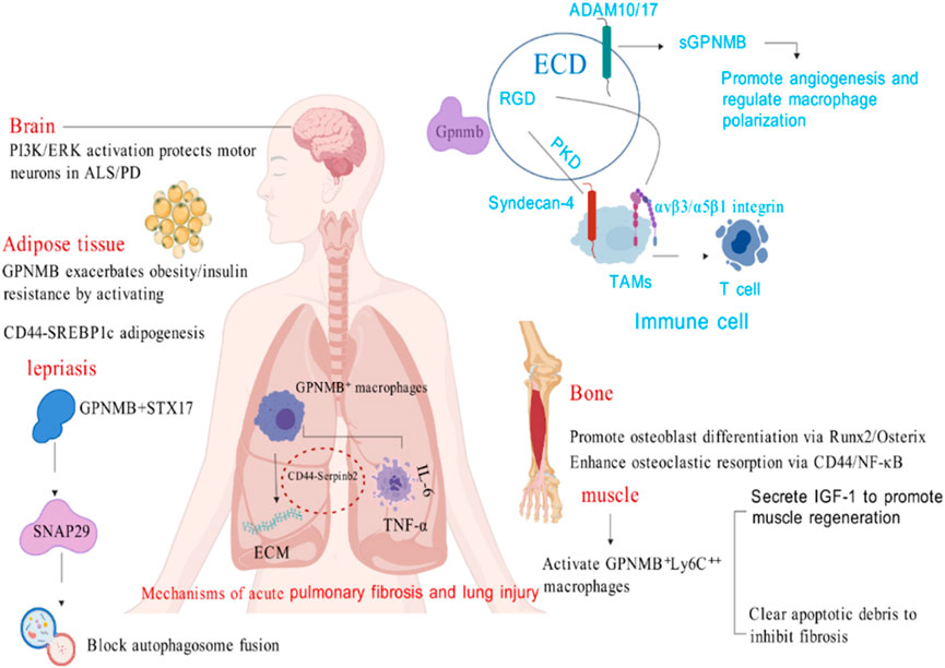 Diagram illustrating the roles of GPNMB in various tissues. In the brain, it supports motor neurons in ALS/PD. In adipose tissue, it worsens obesity and insulin resistance. In lepriasis, it involves autophagosome fusion blockage. GPNMB+ macrophages contribute to pulmonary fibrosis and lung injury. In immune cells, it promotes angiogenesis and macrophage polarization via specific pathways. In bones, it aids osteoblast differentiation and enhances osteoclast resorption. In muscles, it activates macrophages and supports muscle regeneration by clearing apoptotic debris.