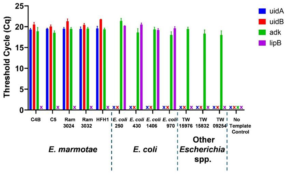 Bar chart showing threshold cycle (Cq) values for different bacterial strains. Bars represent genes uidA (blue), uidB (red), adk (green), and lipB (purple) across E. marmotae, E. coli, and other Escherichia species. The chart includes a no template control. Cq values are mostly between 20 and 25.