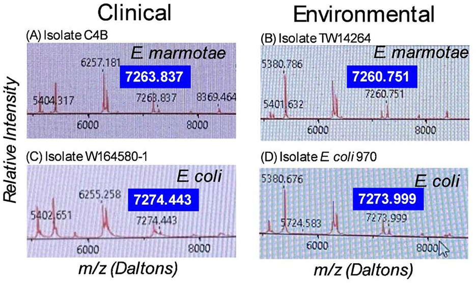 Mass spectrometry data comparing clinical and environmental bacterial isolates. Panel A shows E. marmotae isolate C4B with a peak at 7263.837 Daltons. Panel B shows E. marmotae isolate TW14264 at 7260.751 Daltons. Panel C displays E. coli isolate W164580-1 with a peak at 7274.443 Daltons. Panel D presents E. coli isolate 970 at 7273.999 Daltons. All graphs plot relative intensity versus mass-to-charge ratio (m/z).