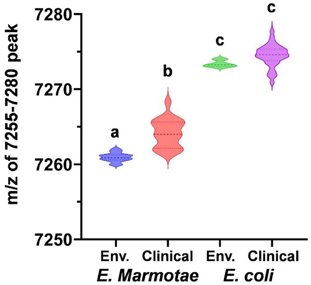 Violin plot comparing the m/z of 7255-7280 peak for Environmental and Clinical samples of E. Marmotae and E. coli. E. Marmotae shows lower m/z values, labeled as 'a' and 'b'. E. coli samples have higher m/z values, labeled 'c'. Each category is distinctly colored.