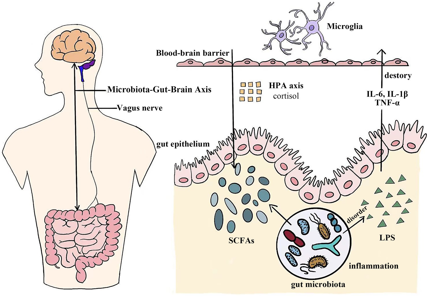 Diagram illustrating the Microbiota-Gut-Brain Axis. It shows the connection between the gut and brain via the vagus nerve. The gut epithelium interacts with gut microbiota, producing SCFAs and influencing inflammation through LPS. The blood-brain barrier involves microglia and cortisol from the HPA axis. Inflammatory markers IL-6, IL-1β, TNF-α are highlighted, and the cycle of disruption and repair is depicted.