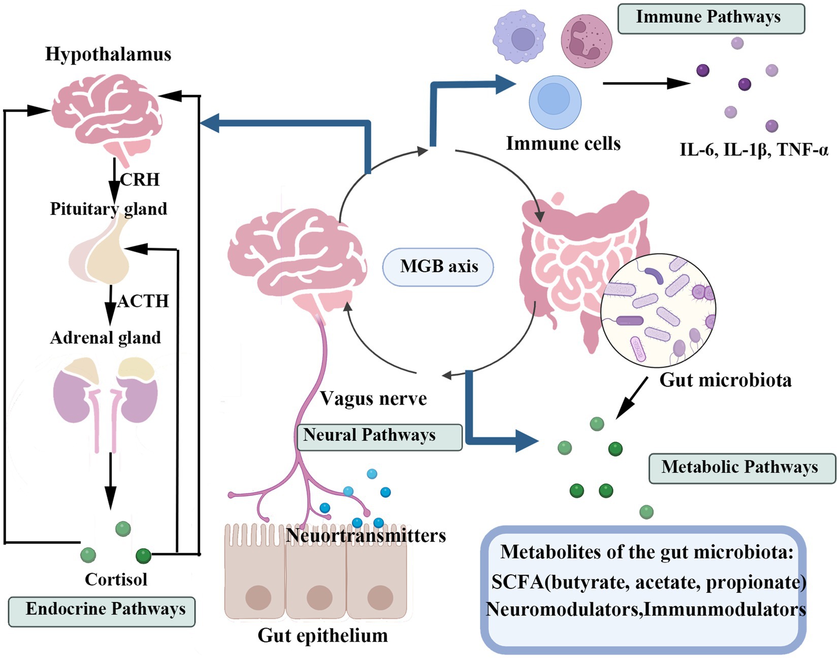 Diagram illustrating the gut-brain axis interactions. It shows the hypothalamus-pituitary-adrenal (HPA) axis producing cortisol via endocrine pathways, immune cells via immune pathways, and gut microbiota interactions through metabolic pathways. The vagus nerve connects the gut to the brain, involving neurotransmitters. Metabolites like SCFAs, neuromodulators, and immunomodulators play crucial roles.