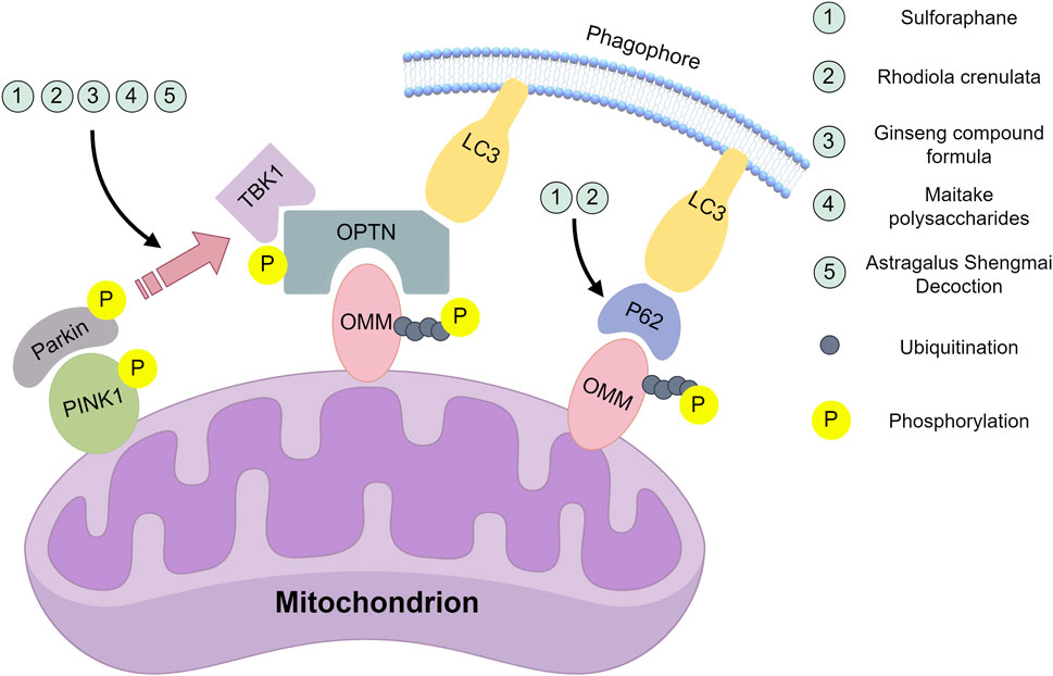 Diagram illustrating the mitophagy process involving PINK1, Parkin, and phosphorylation on the mitochondrion membrane. It shows interventions with numbers: 1) Sulforaphane, 2) Rhodiola crenulata, 3) Ginseng compound formula, 4) Maitake polysaccharides, and 5) Astragalus Shengmai Decoct. Includes elements like TBK1, OPTN, OMM, LC3, and P62, with markers for ubiquitination and phosphorylation.
