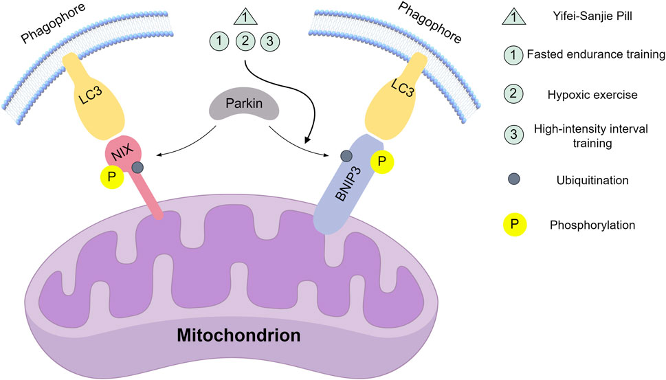 Diagram illustrating the interaction between mitochondria, phagophore, and proteins NIX and BNIP3 in mitochondrial dynamics. LC3 binds to the phagophore. NIX and BNIP3 undergo ubiquitination and phosphorylation, indicated by symbols. Parkin is depicted interacting with these proteins. A legend explains symbols: triangle for Yifei-Sanjie Pill, numbered circles for training types, dark circle for ubiquitination, and yellow circle for phosphorylation.