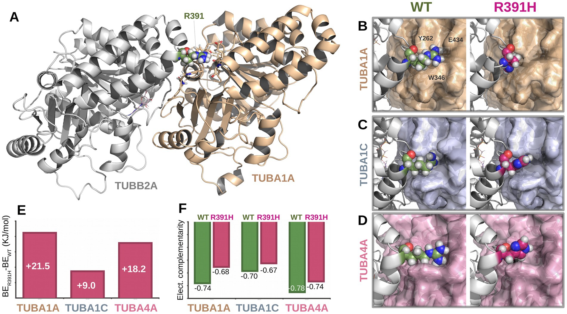Molecular structures and graphs illustrate the interaction between TUBB2A and TUBA proteins. Panel A shows a 3D structure highlighting R391. Panels B, C, and D compare wild-type (WT) and R391H variants of TUBA1A, TUBA1C, and TUBA4A. Panel E includes bar graphs indicating binding energy differences, with R391H showing higher values. Panel F presents bar graphs displaying electrical complementarity, comparing WT and R391H variants.