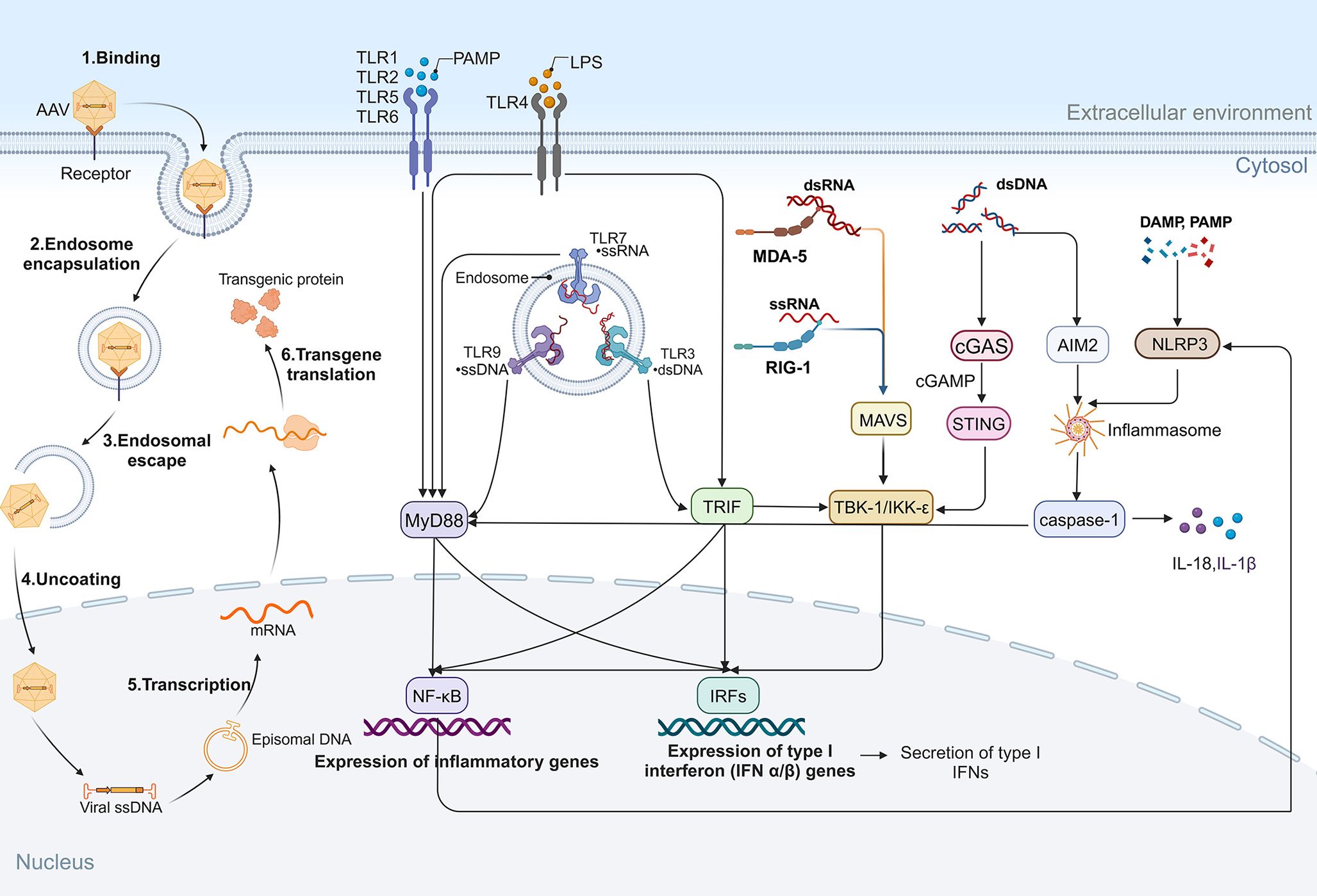 Diagram illustrating the cellular mechanisms of AAV (adeno-associated virus) transduction and immune signaling pathways. Key steps include binding, endosome encapsulation, escape, uncoating, transcription, and transgene translation. Toll-like receptors (TLRs) such as TLR1, TLR2, TLR4, detect PAMPs, while TLR3, TLR7, and TLR9 recognize nucleic acids within endosomes. MDA-5 and RIG-1 sense dsRNA and ssRNA, triggering MAVS. cGAS detects dsDNA, producing cGAMP to activate STING. DAMPs activate inflammasome components like AIM2 and NLRP3, leading to caspase-1 activation and cytokine release. Pathways converge at MyD88 and TRIF, influencing NF-κB and IRFs to modulate gene expression and cytokine secretion.