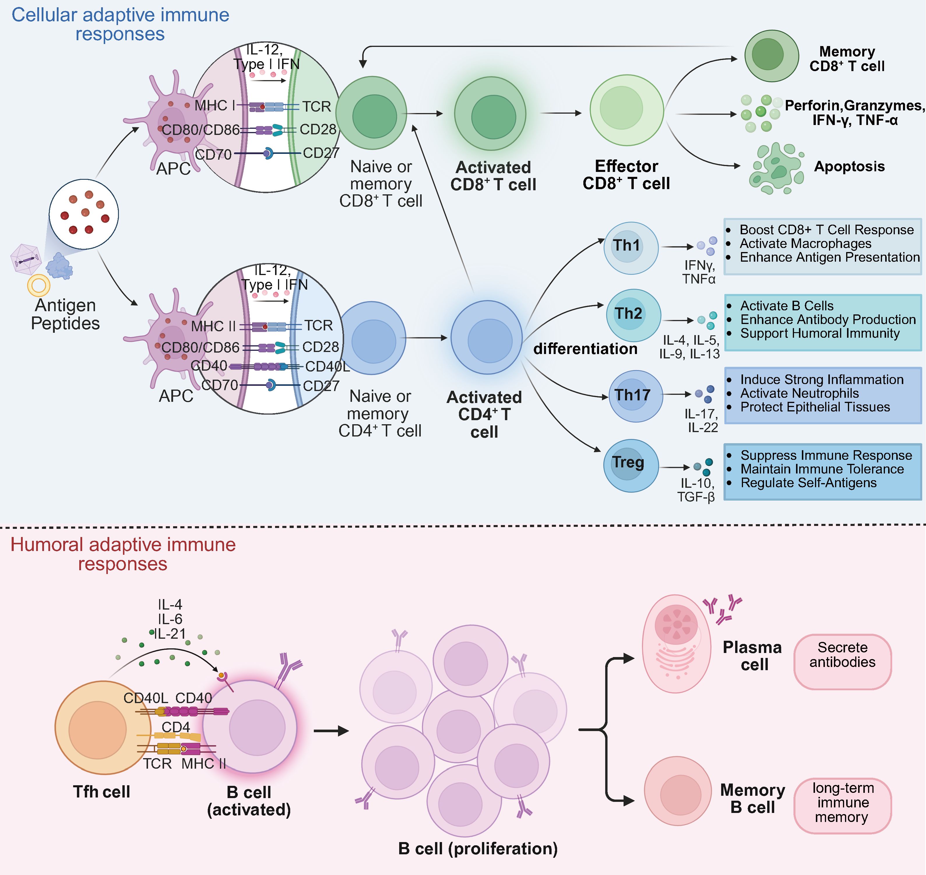 Diagram illustrating cellular and humoral adaptive immune responses. In the cellular response, antigen-presenting cells activate naive CD8+ and CD4+ T cells. CD8+ T cells become memory cells, releasing cytotoxins and cytokines. CD4+ T cells differentiate into Th1, Th2, Th17, and Treg, each with specific immune functions. The humoral response shows Tfh cells activating B cells, leading to proliferation and the creation of plasma cells for antibody secretion and memory B cells for long-term immunity.
