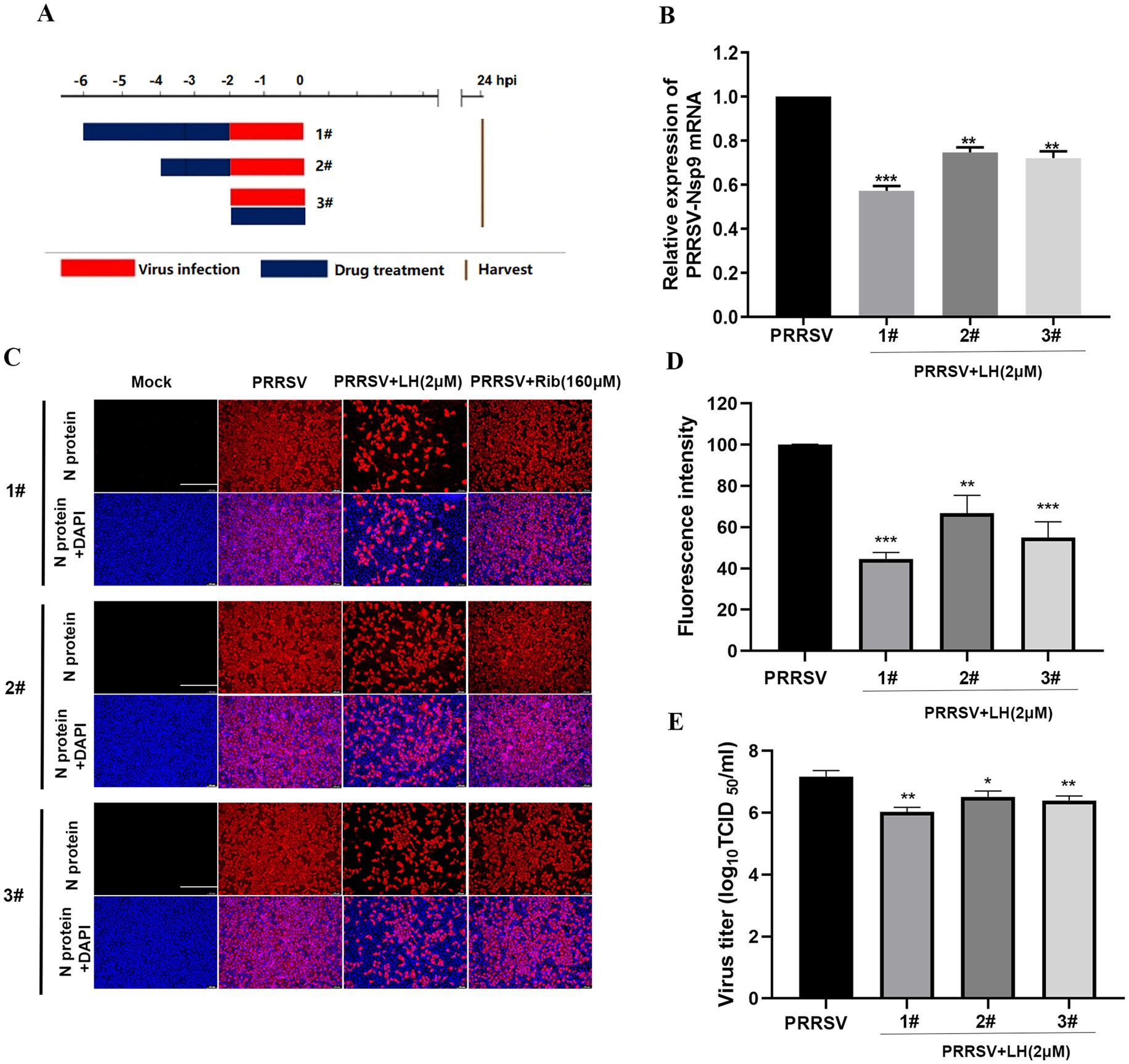 Panel A displays a timeline of virus infection and drug treatment, with harvesting at 24 hours post-infection. Panel B shows a bar graph of relative PRRSV-Nsp9 mRNA expression, with reductions in treated groups compared to PRRSV. Panel C contains fluorescence images of N protein and DAPI staining under different conditions. Panel D presents a bar graph of fluorescence intensity, indicating decreases in treated samples. Panel E shows a bar graph of virus titers, with reductions in the treated groups compared to PRRSV. Statistical significance is marked by asterisks.