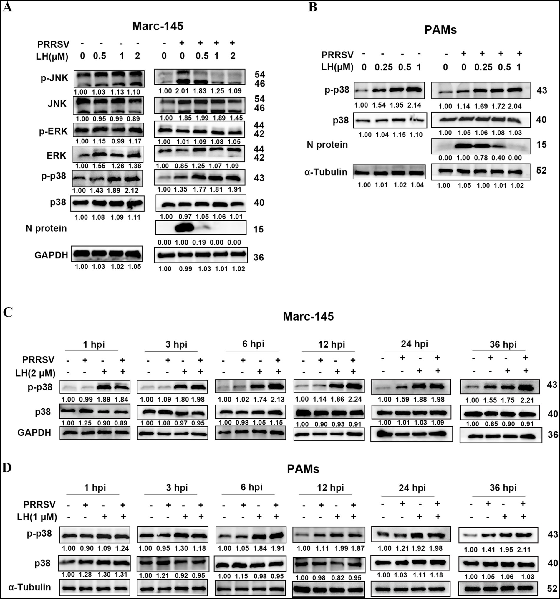 Western blot analysis showing the effect of different concentrations of LH (in micromolar) on PRRSV-infected Marc-145 cells and PAMs over time. Panels A and B display protein expression levels for phosphorylated JNK, ERK, p38, N protein, and loading controls (GAPDH, α-Tubulin). Panels C and D show time-course analysis (1 to 36 hours post-infection) of phosphorylated p38, p38, and controls in both cell types. Quantitative values are included below each blot.