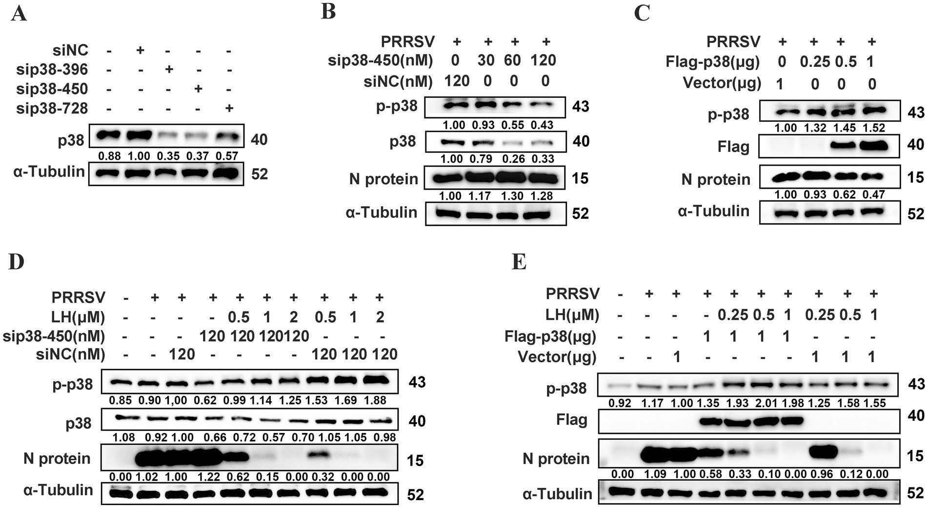 Western blot analysis showing expression levels of proteins in different experimental conditions across five panels (A to E). Panels (A) and (B) examine the effects of sip38 variants; panel (C) analyzes the impact of Flag-p38 with PRRSV; panels (D) and (E) explore PRRSV, LH, and Flag-p38 effects. Proteins assessed include p-p38, p38, N protein, and α-Tubulin. Numbers below each blot indicate relative protein expression values.