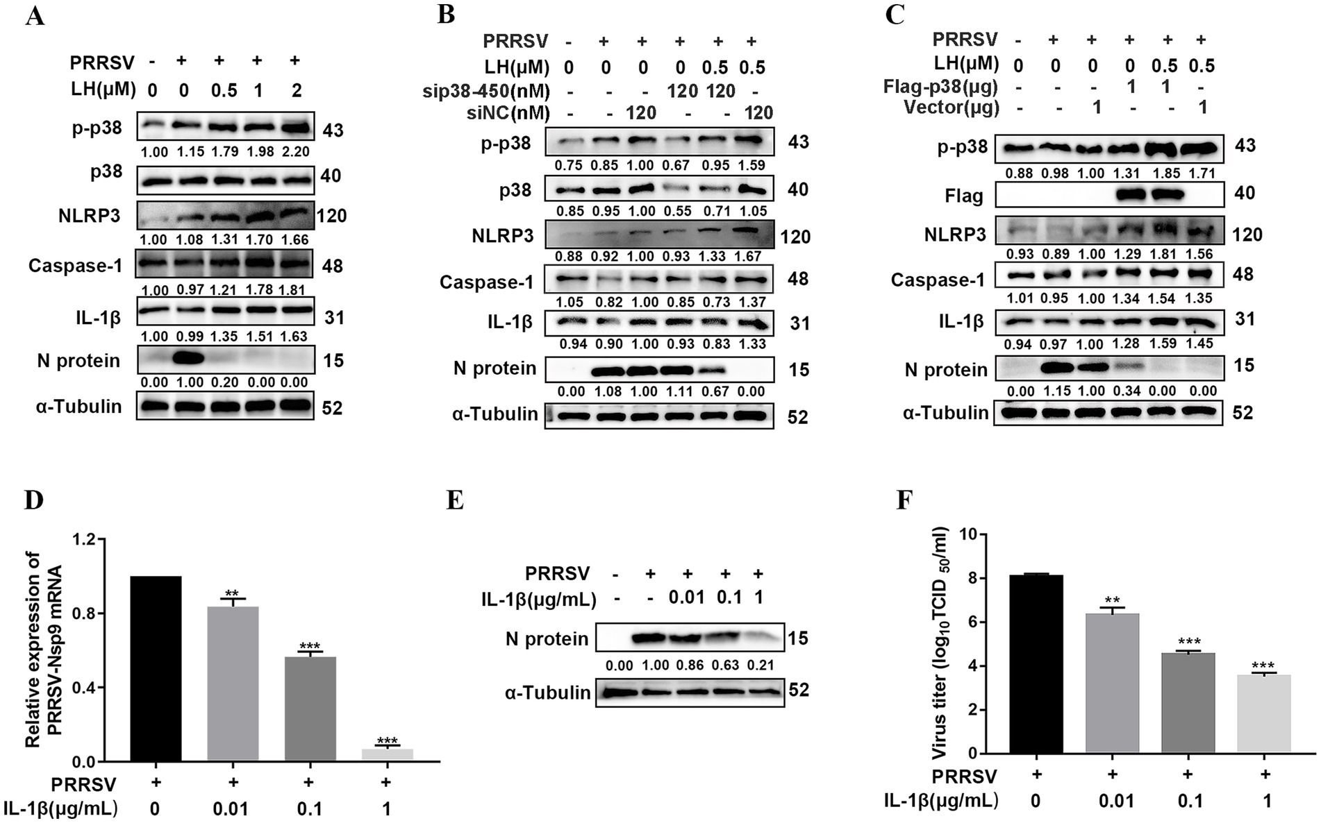 Western blot and bar graph analyses on the effects of different treatments on protein expression and virus titers. Panels A to C show Western blots for proteins such as p-p38, NLRP3, and caspase-1 under various conditions, including different concentrations of compounds and PRRSV presence. Panel D displays a bar graph of the relative expression of PRRSV-Nsp9 mRNA with different IL-1β concentrations, showing a decrease with higher IL-1β levels. Panel E shows a Western blot for N protein with varying IL-1β concentrations. Panel F presents a bar graph indicating virus titers decreasing with higher IL-1β levels. Significance is indicated with asterisks.