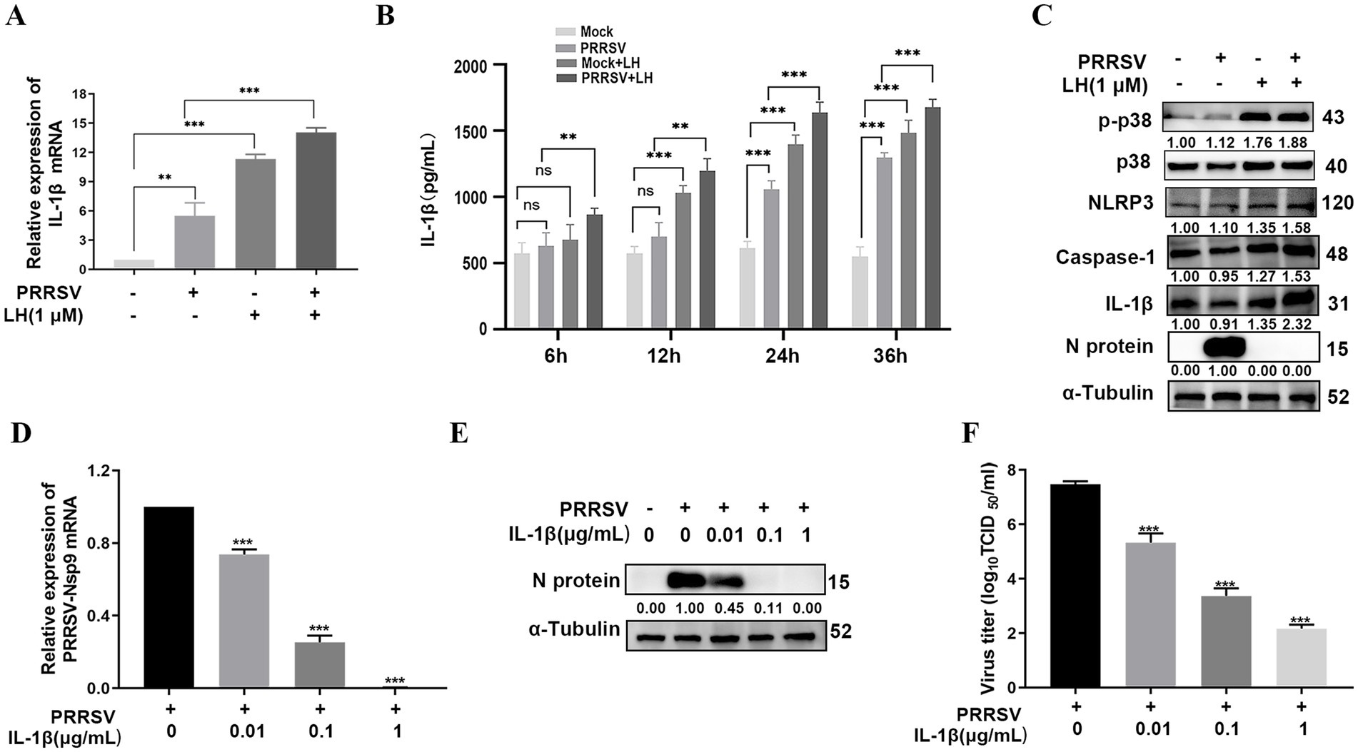 A multi-panel image displaying experimental results. Panel A: Bar graph shows relative expression of IL-1β mRNA with and without PRRSV and LH. Data indicates increased expression with treatment.Panel B: Bar graph showing IL-1β levels at different time points across four treatment groups, with significant increases noted.Panel C: Western blot results display protein expressions of p-p38, p38, NLRP3, Caspase-1, IL-1β, N protein, and α-Tubulin under various treatments with quantifications provided.Panel D: Bar graph illustrates PRRSV-Nsp9 mRNA expression with IL-1β doses, showing a decrease in expression.Panel E: Western blot with N protein and α-Tubulin indicating protein expression reduction with IL-1β.Panel F: Bar graph depicting virus titer reduction with increasing IL-1β doses. Statistical significance is noted with asterisks.