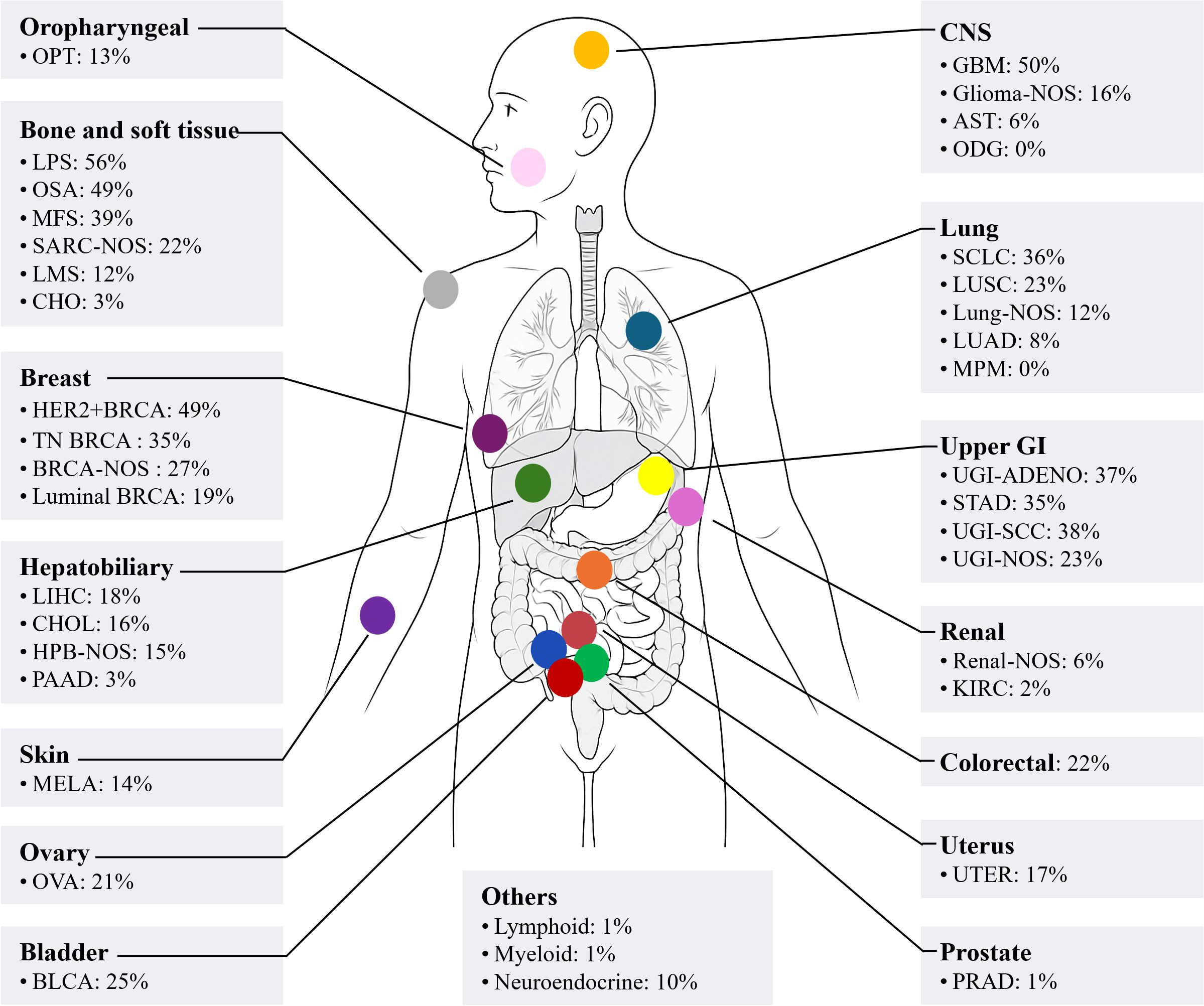 A body map of the prevalence of ecDNA in various cancers. Categories include oropharyngeal, bone and soft tissue, breast, hepatobiliary, skin, ovary, bladder, CNS, lung, upper GI, renal, colorectal, uterus, prostate, and others. Each category lists specific cancer types with respective ecDNA percentages.