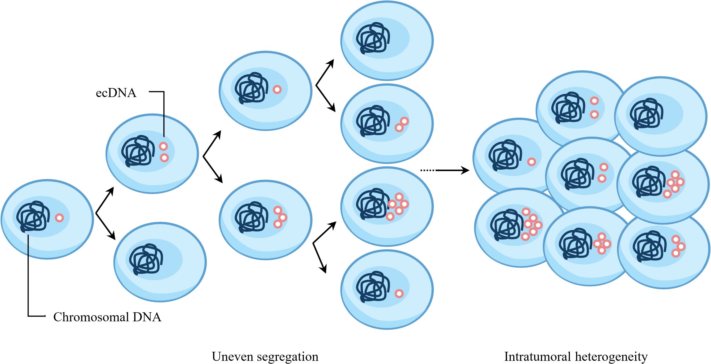 Diagram illustrating the uneven segregation of extrachromosomal DNA (ecDNA) in cells, leading to intratumoral heterogeneity. Cells are shown with blue chromosomal DNA and red ecDNA. Arrows depict the segregation process, resulting in a cluster of cells with varying ecDNA counts.