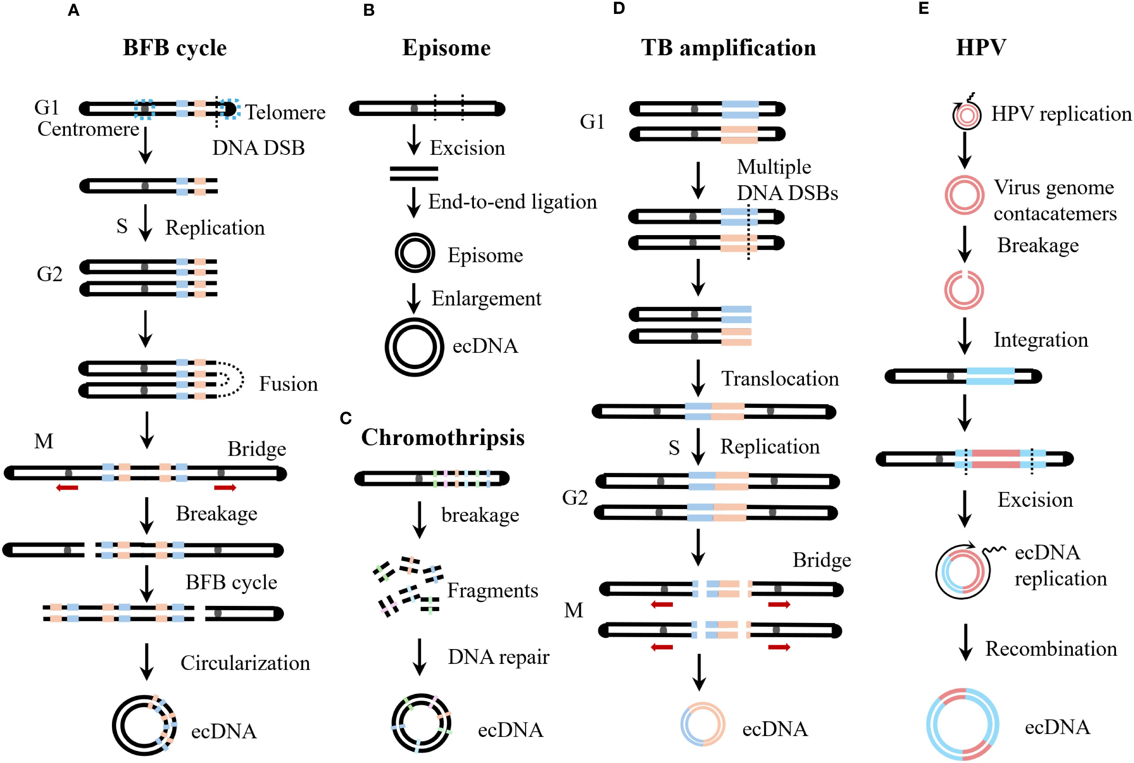 Diagram showing five mechanisms leading to ecDNA formation: A) Breakage-fusion-bridge (BFB) cycle depicting chromosomal breakage, replication, fusion, and bridge formation. B) Episome model illustrating excision and end-to-end ligation resulting in ecDNA. C) Chromothripsis process showing chromosomal breakage, fragment formation, and repair producing ecDNA. D) Translocation-bridge (TB) amplification model illustrating chromosomal breakage, translocation, and bridge formation leading to ecDNA. E) HPV model detailing HPV replication, virus genome concatemers formation, breakage, integration, excision, and recombination leading to ecDNA.