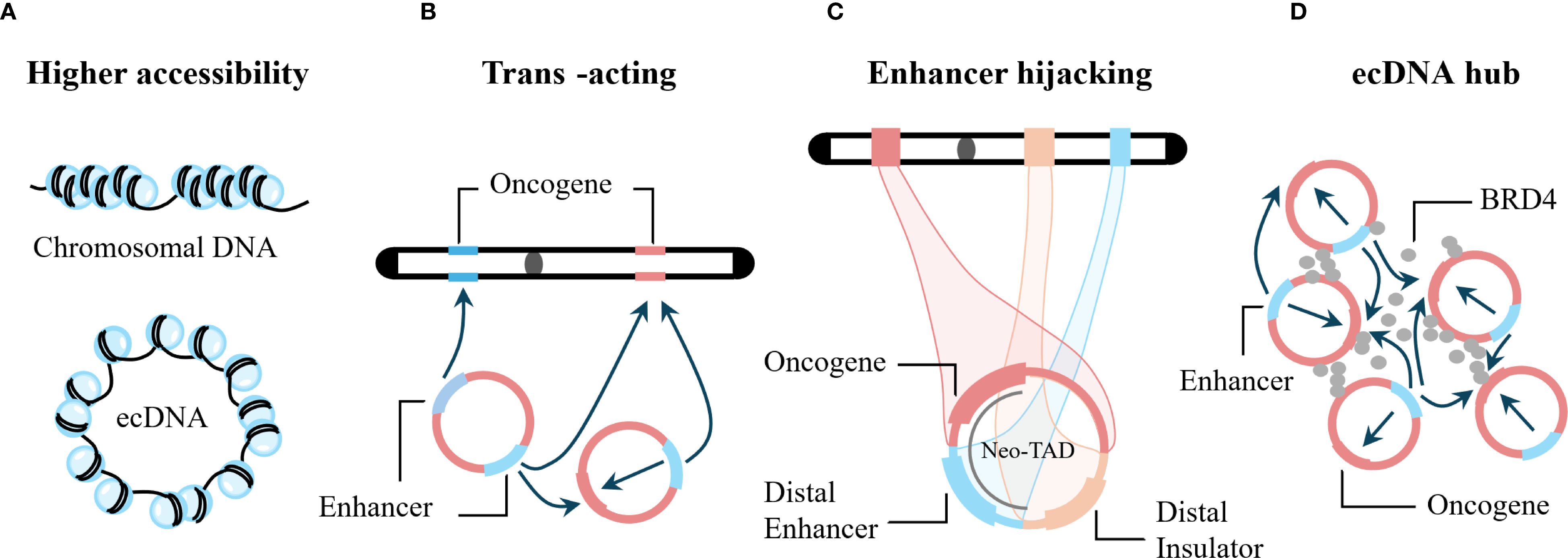 Diagram illustrating four mechanisms involving extrachromosomal DNA (ecDNA) in gene regulation. Panel A depicts higher accessibility with linear chromosomal DNA and ecDNA. Panel B shows trans-acting mechanisms with oncogenes and enhancers interacting. Panel C illustrates enhancer hijacking with oncogenes, enhancers, distal enhancers, and insulators. Panel D displays an ecDNA hub linking enhancers, oncogenes, and BRD4.